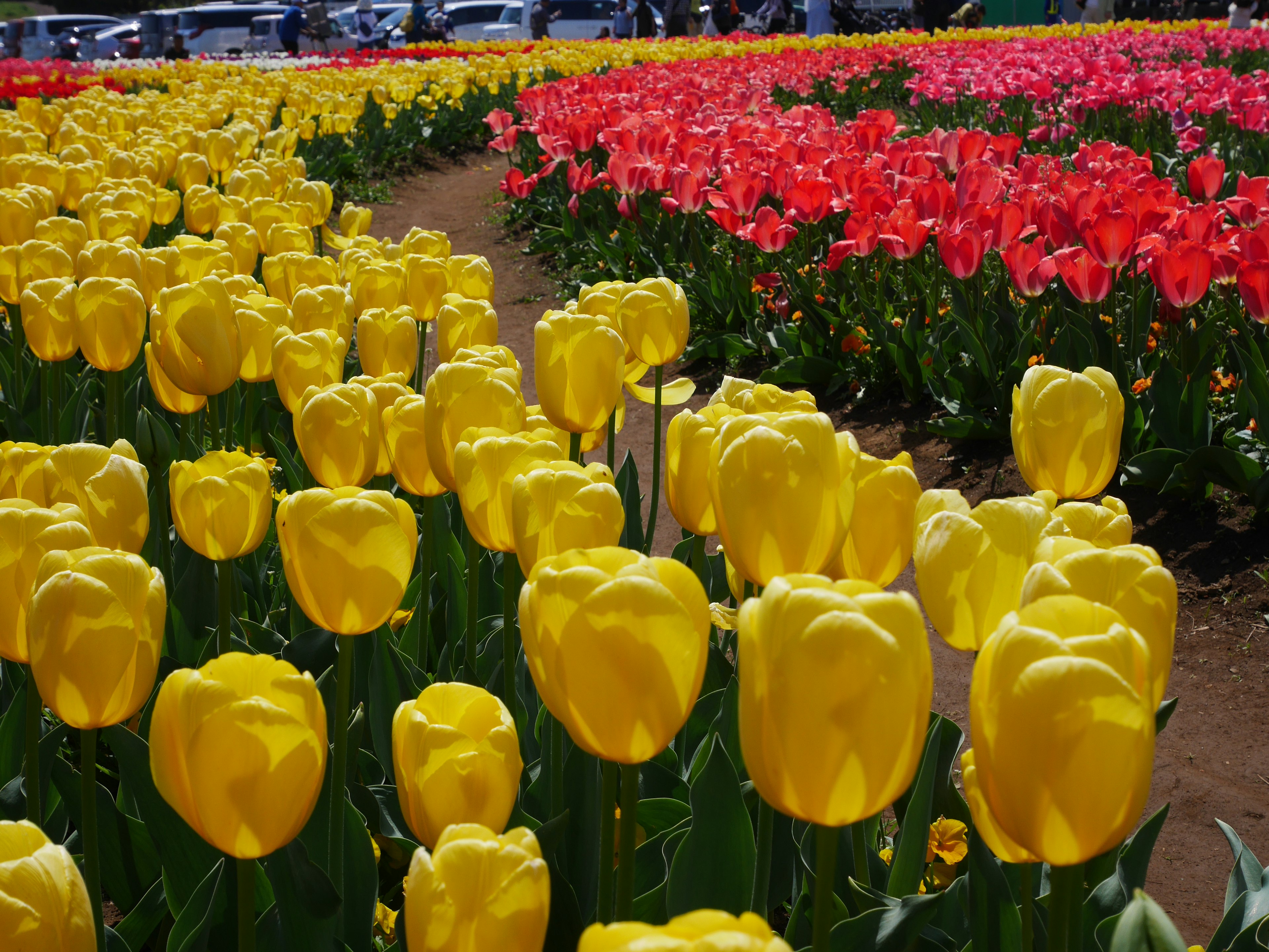 Bunter Tulpenfeld mit blühenden gelben und roten Tulpen