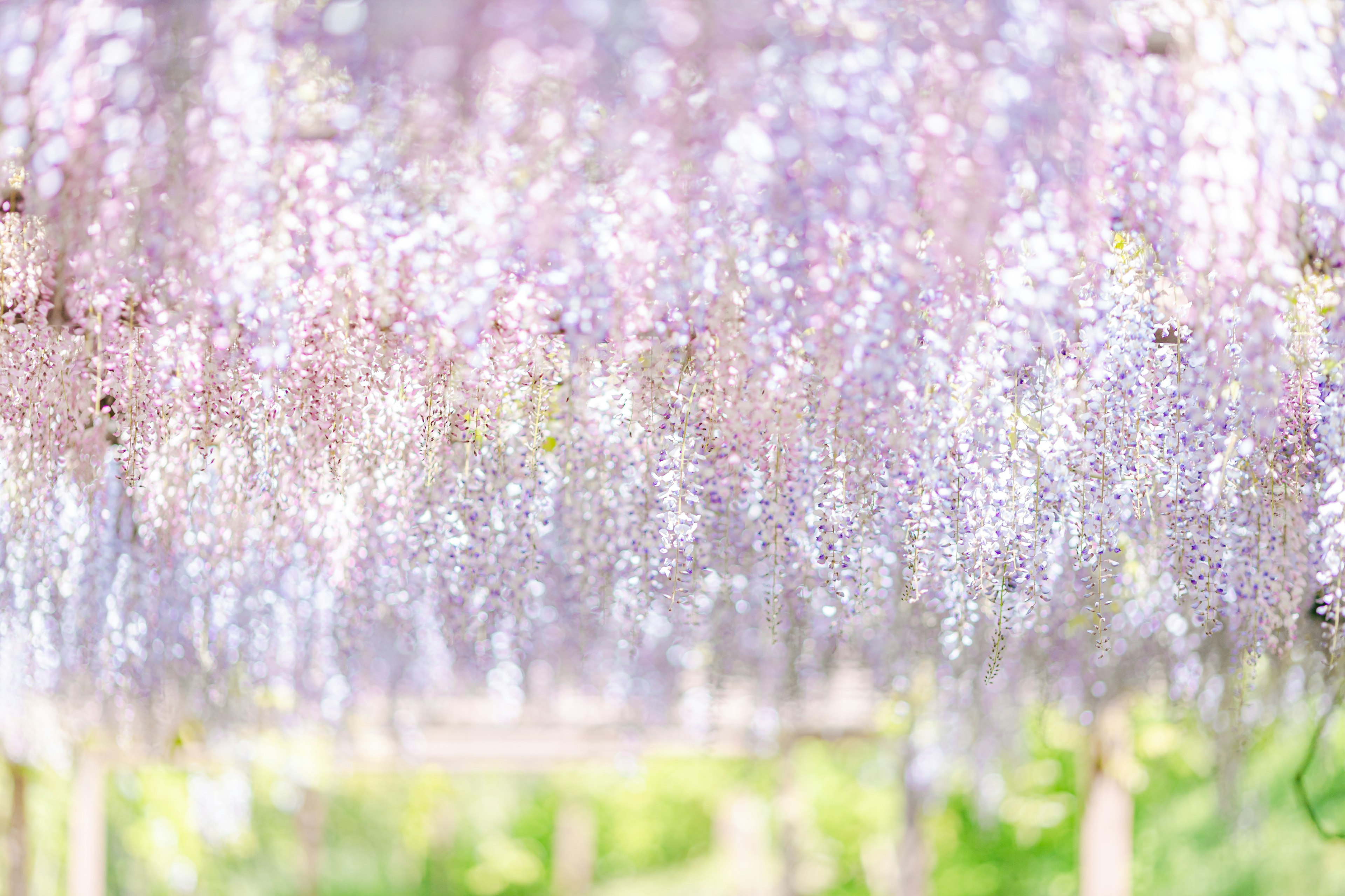 Eine schöne Ausstellung von blühenden Glyzinienblüten