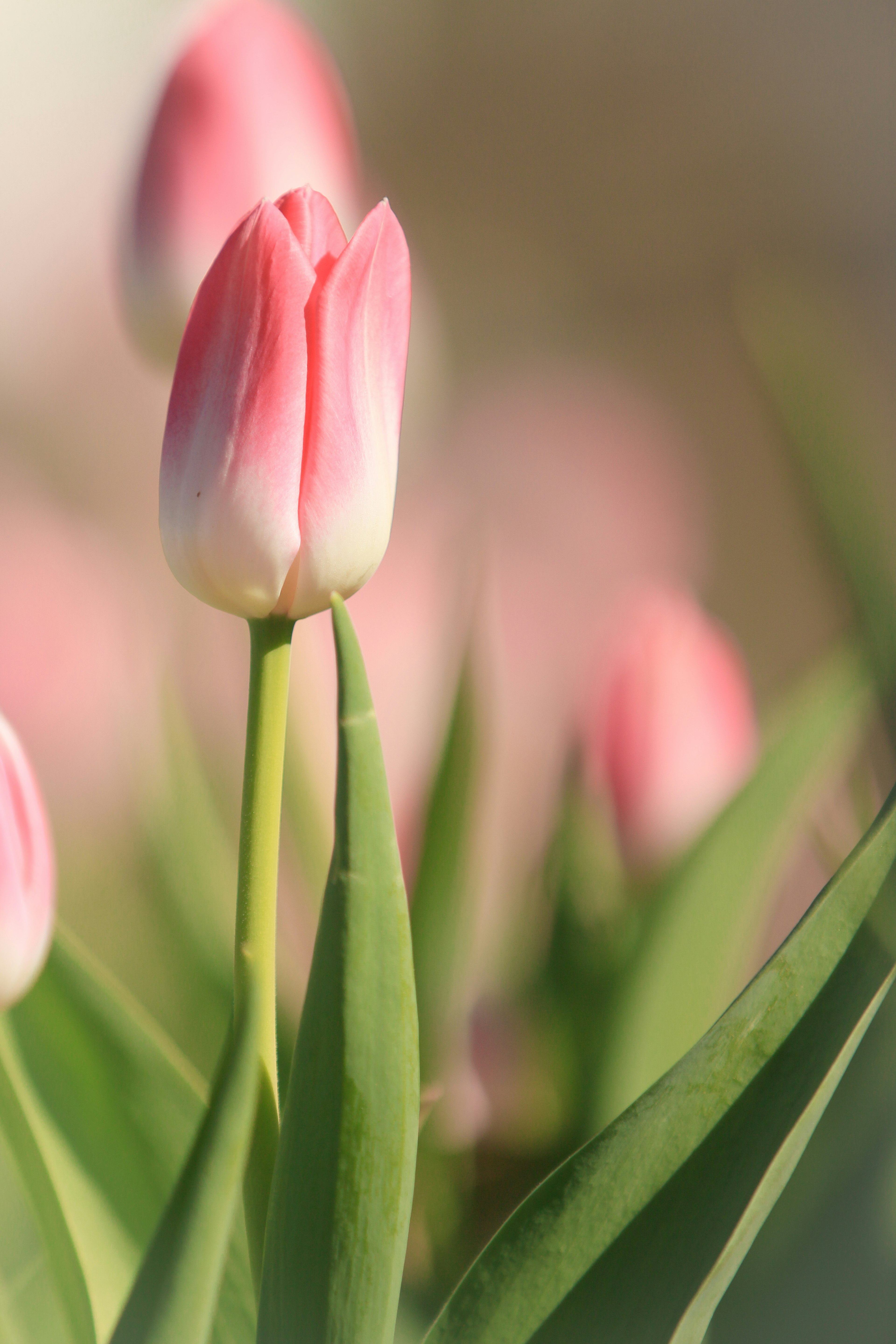 ピンクのチューリップの花が緑の葉の間に咲いている