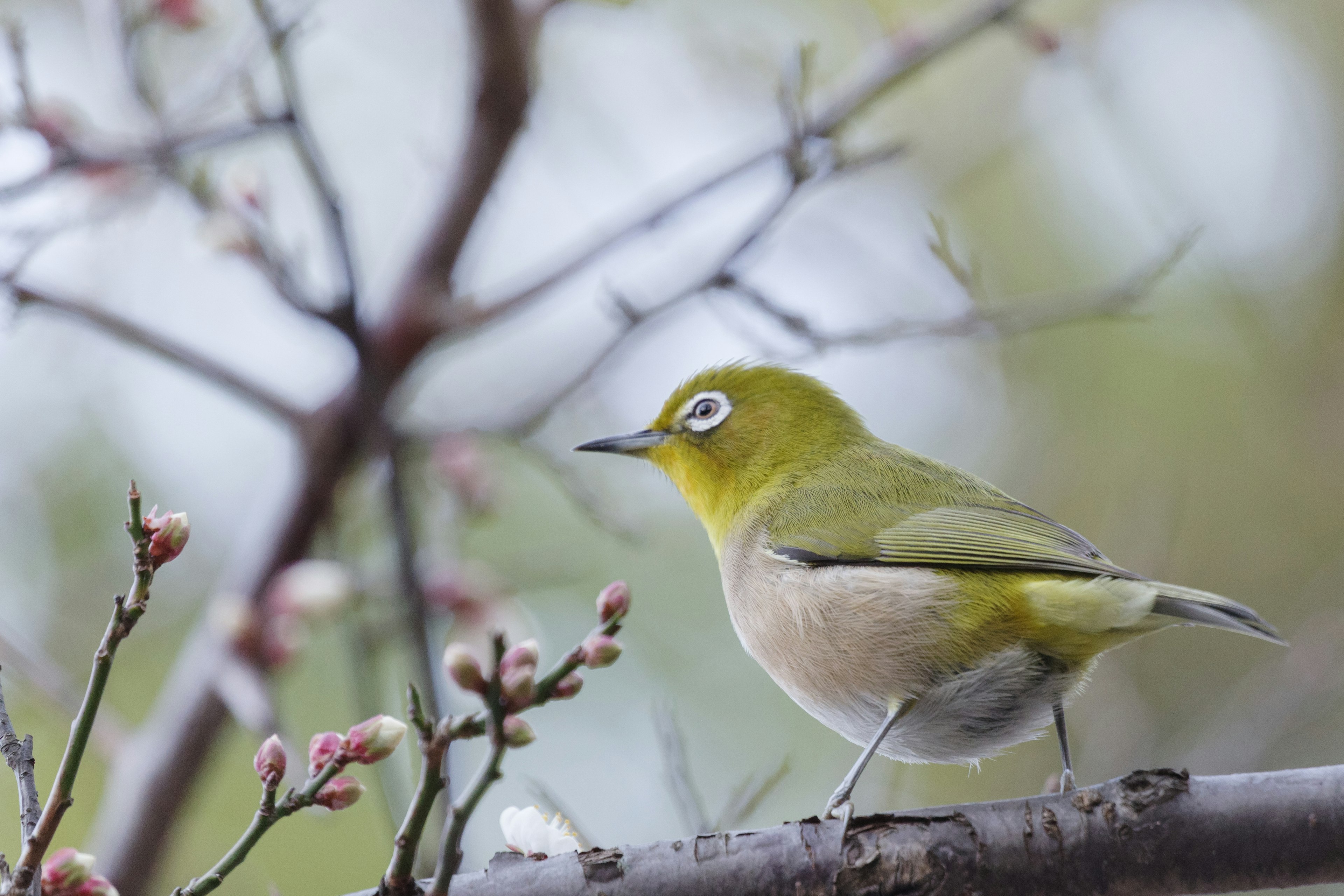 Un pequeño pájaro verde posado en una rama con capullos de flores