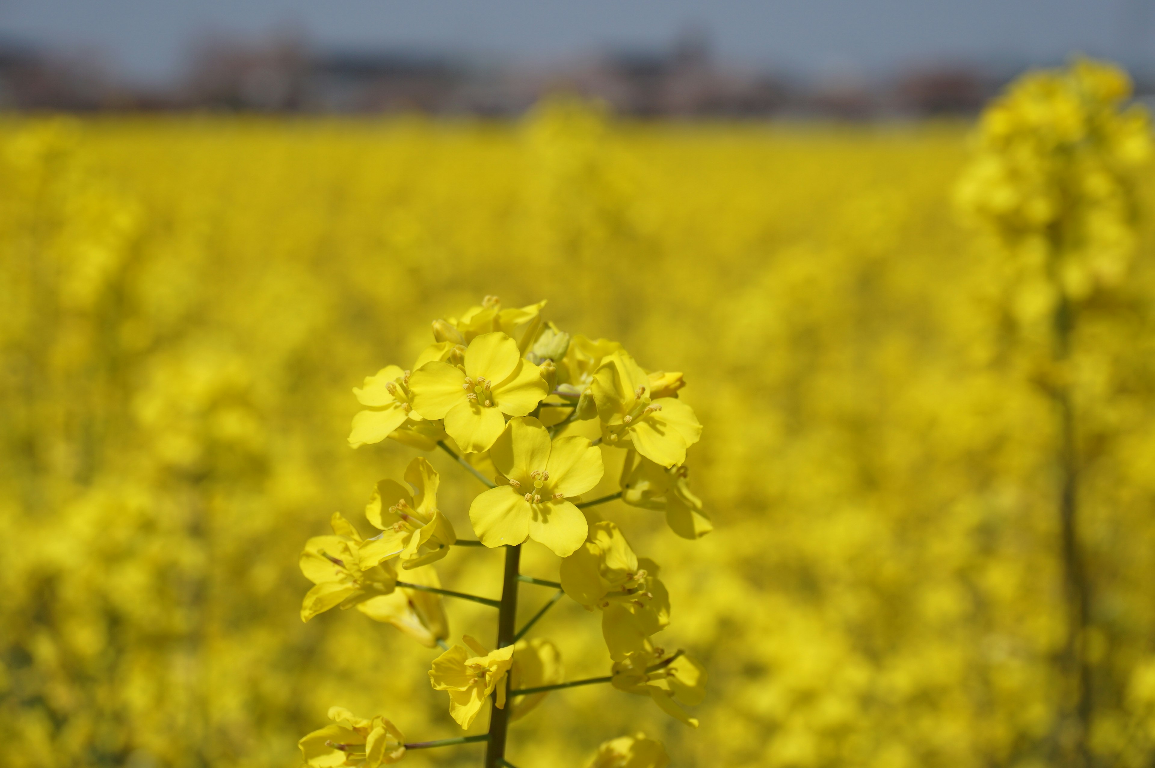 Primo piano di fiori di colza gialli in un campo vibrante