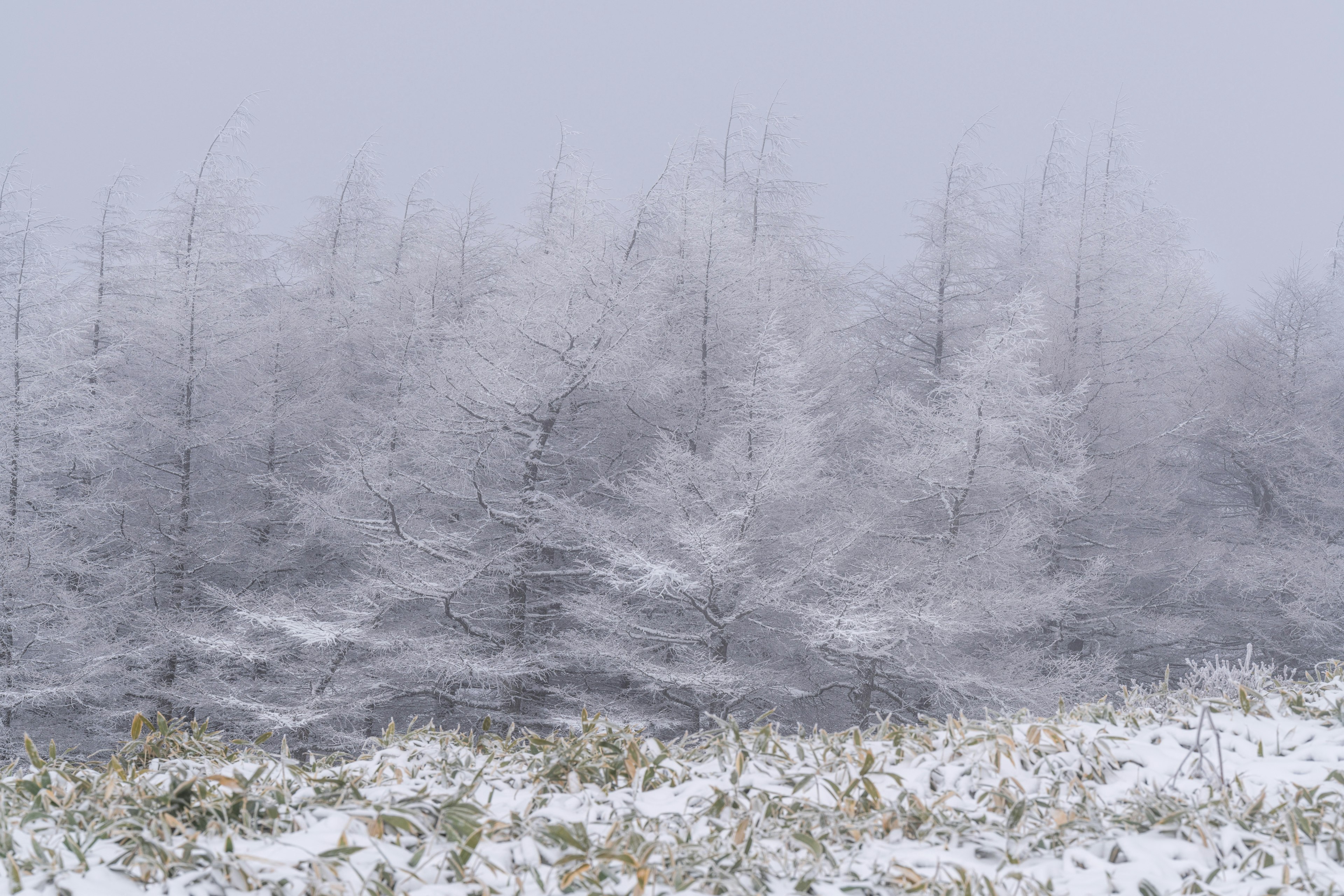 霧に包まれた雪景色の森と草地