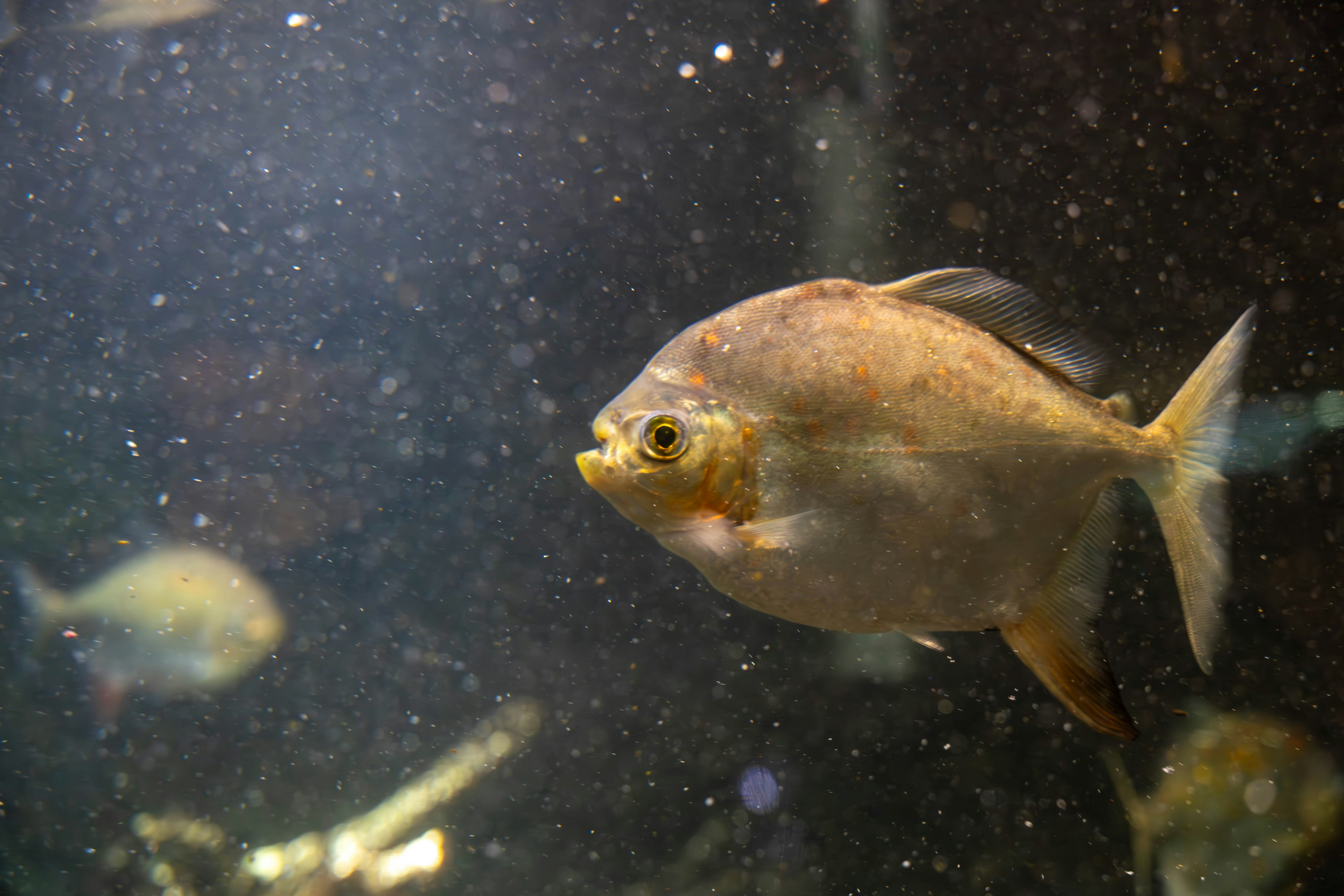 A fish swimming in an aquarium with a blurred background