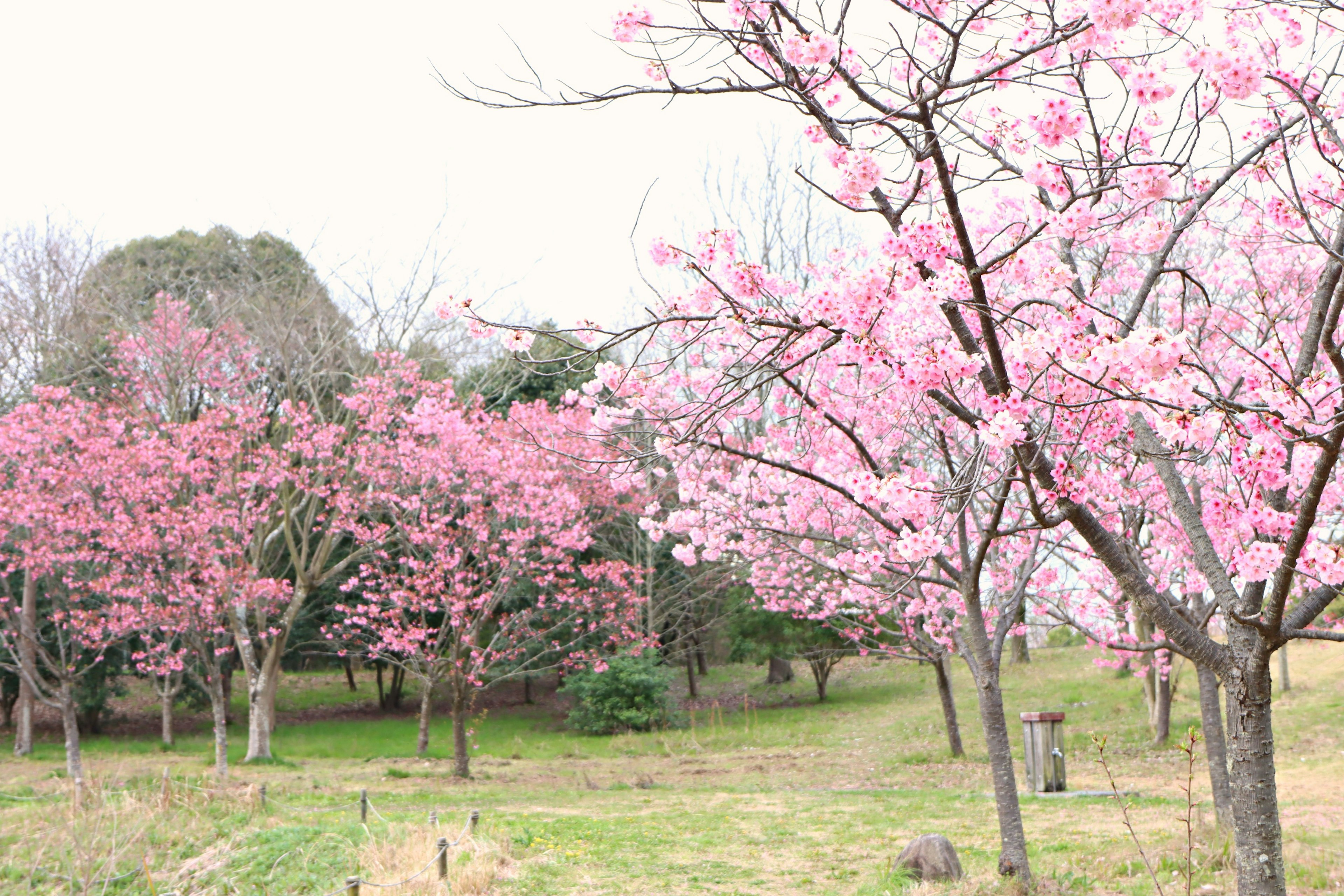 Paysage avec des cerisiers en fleurs