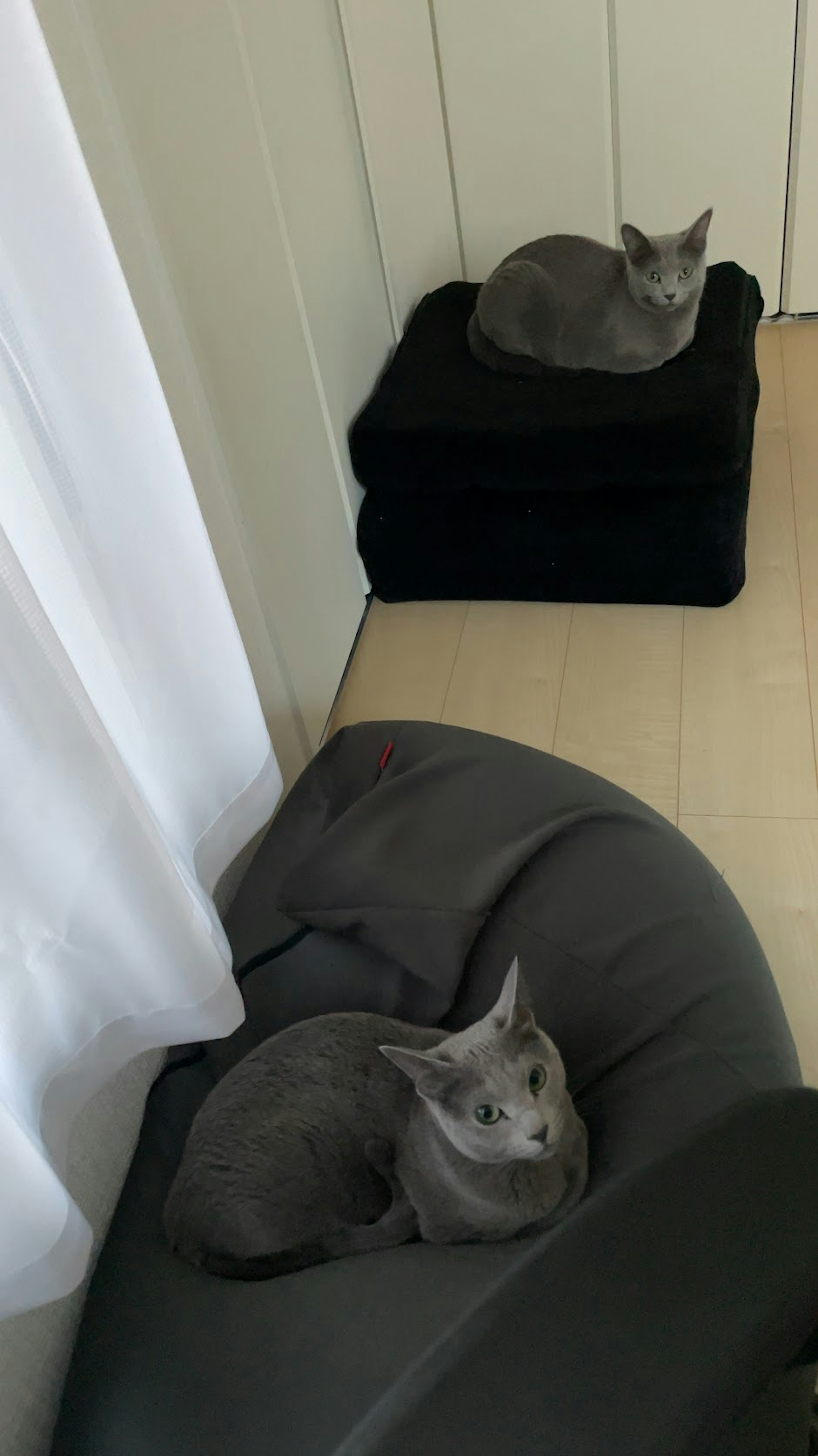 Two gray cats relaxing on a sofa