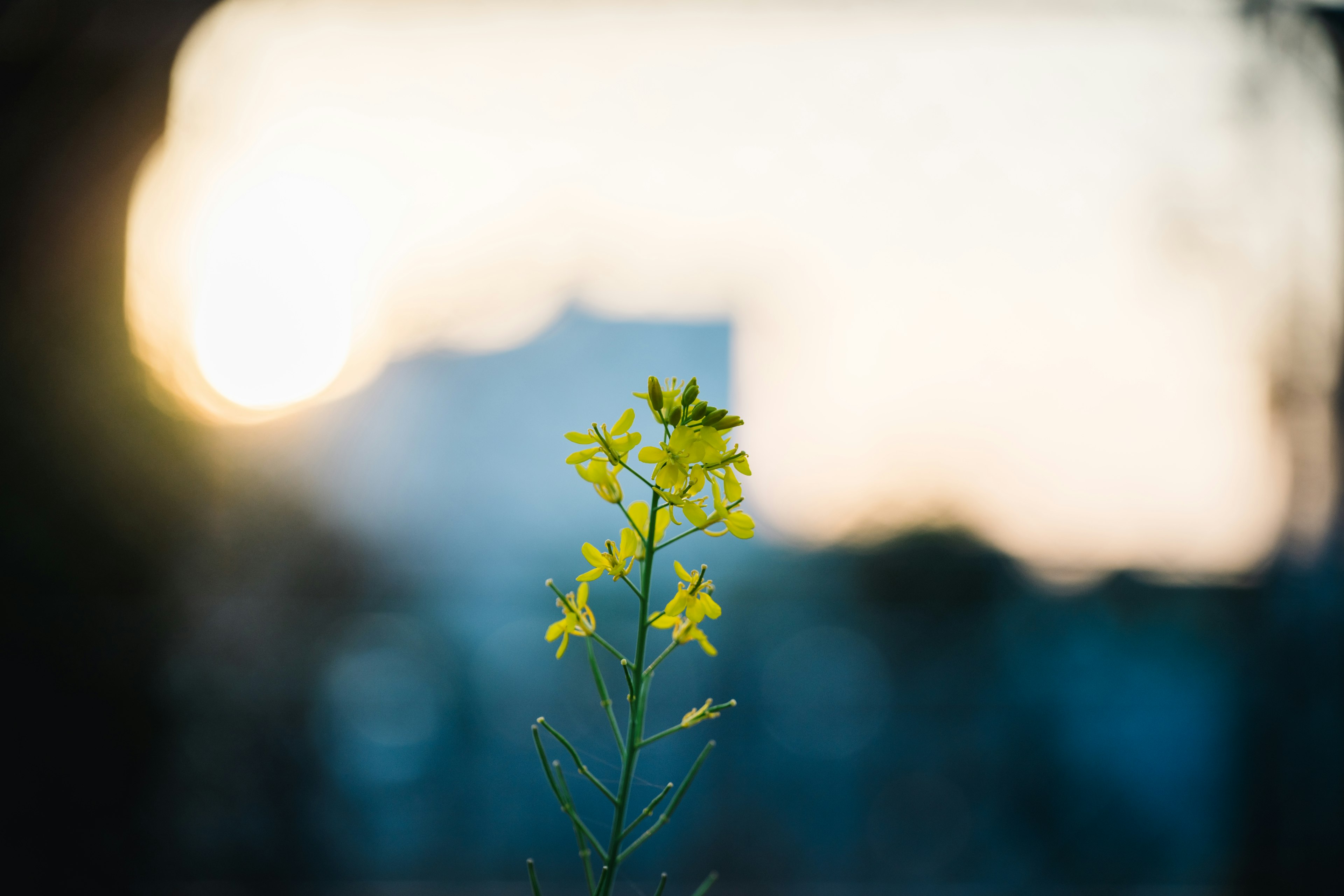 薄暗い背景に黄色い花が咲いている