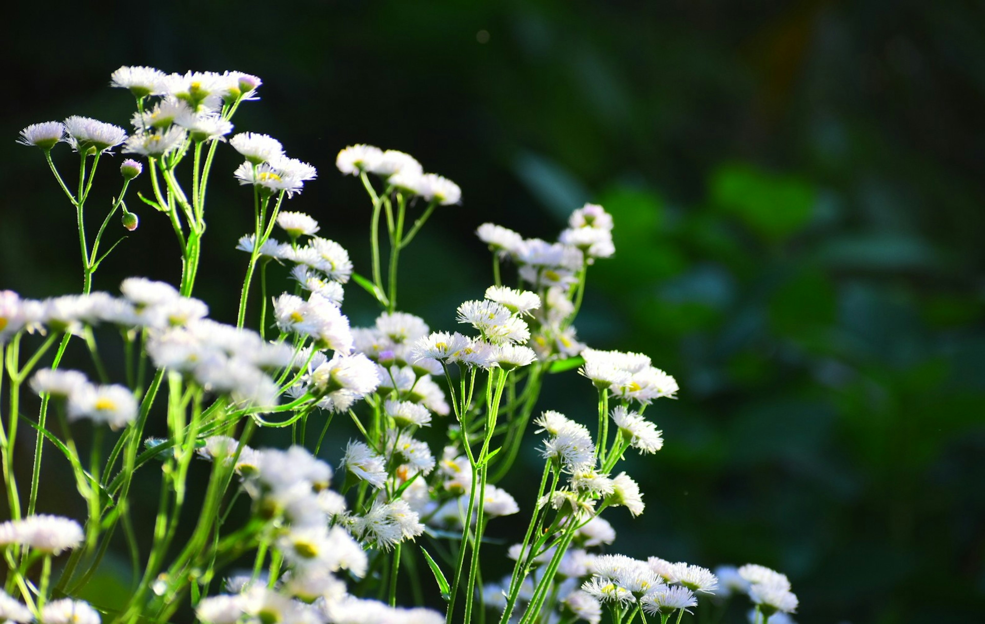 Cluster of white flowers with green foliage in the background