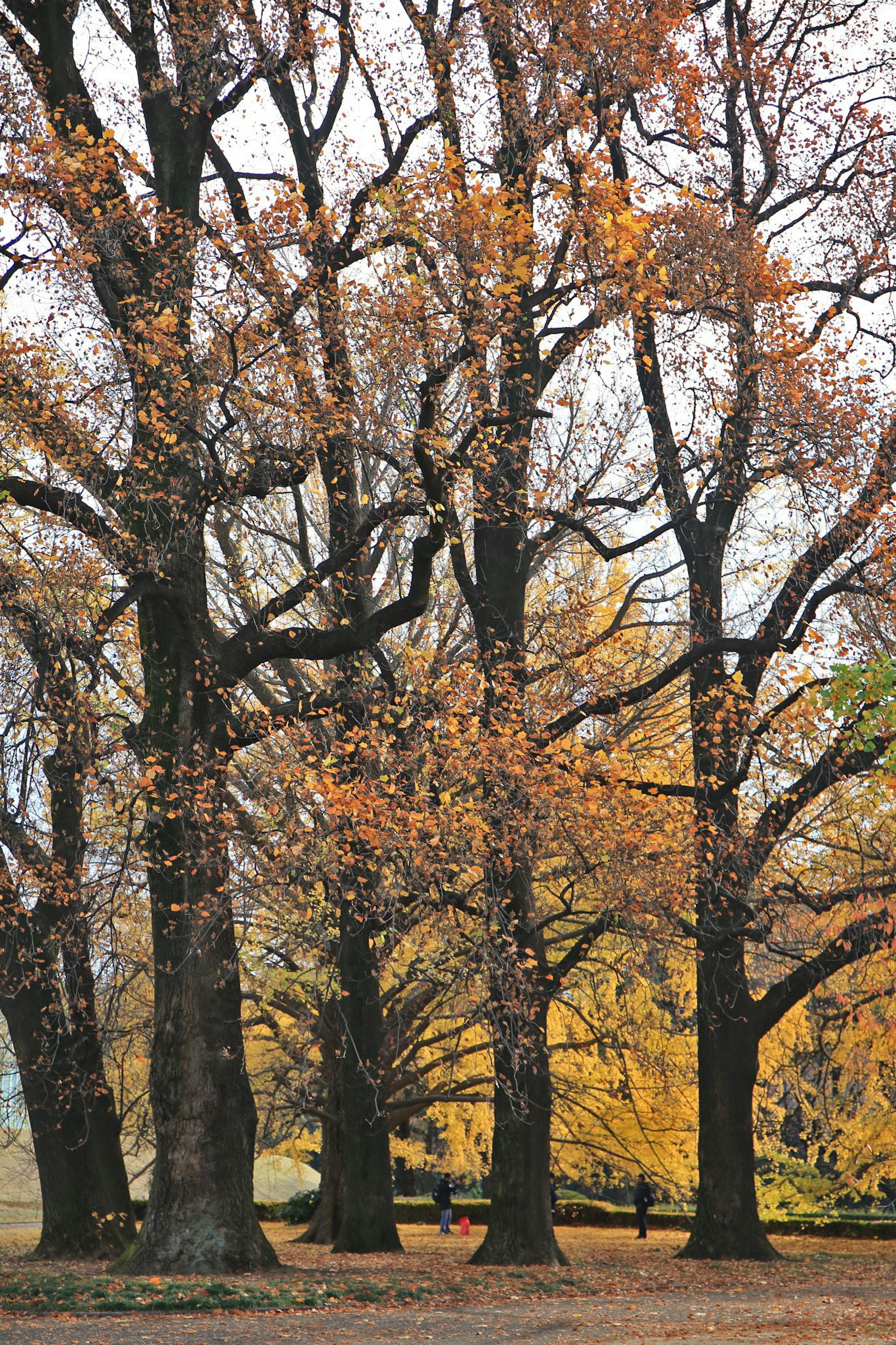 A landscape featuring tall trees with autumn foliage