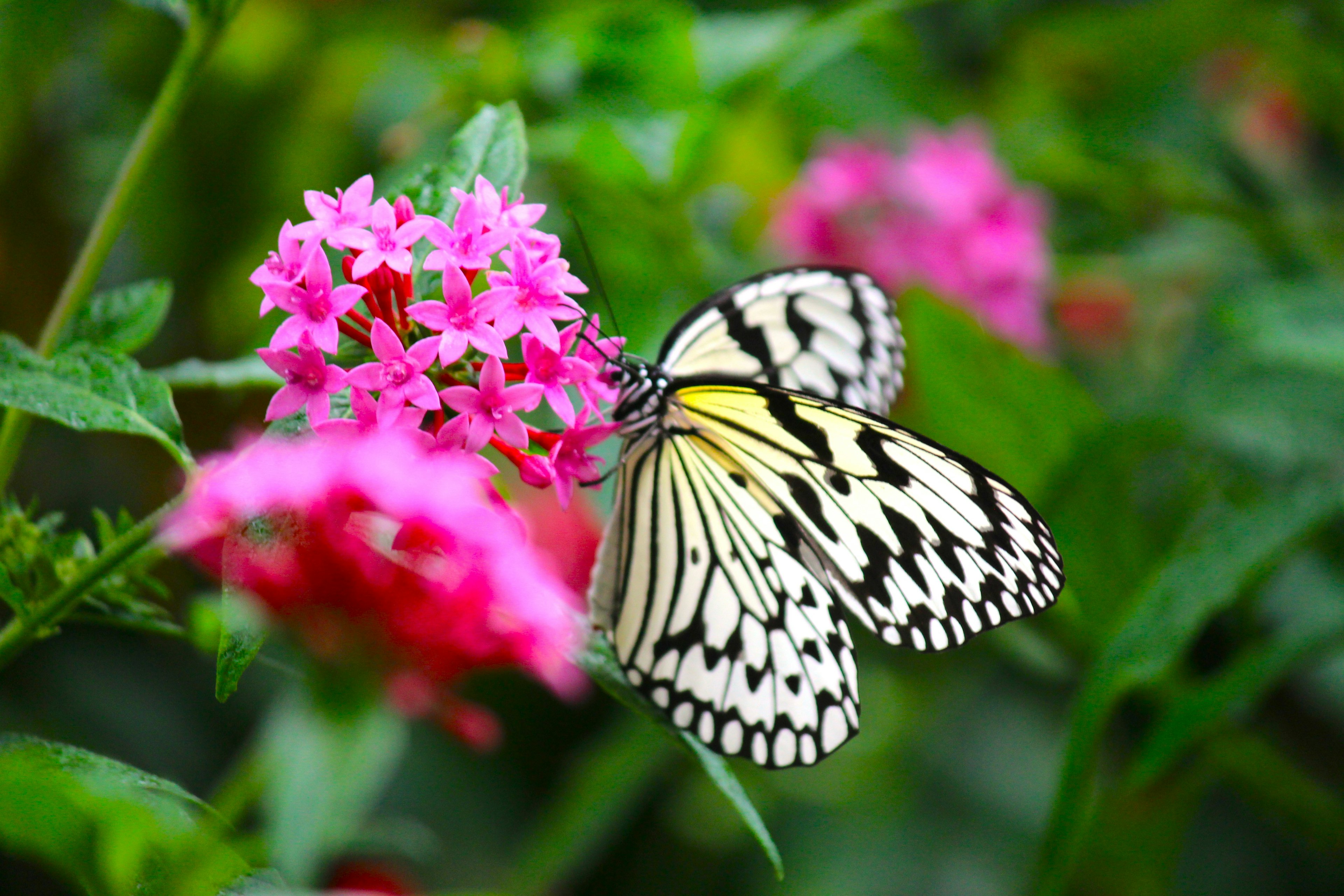 Un papillon noir et blanc se posant sur des fleurs roses dans un jardin vibrant