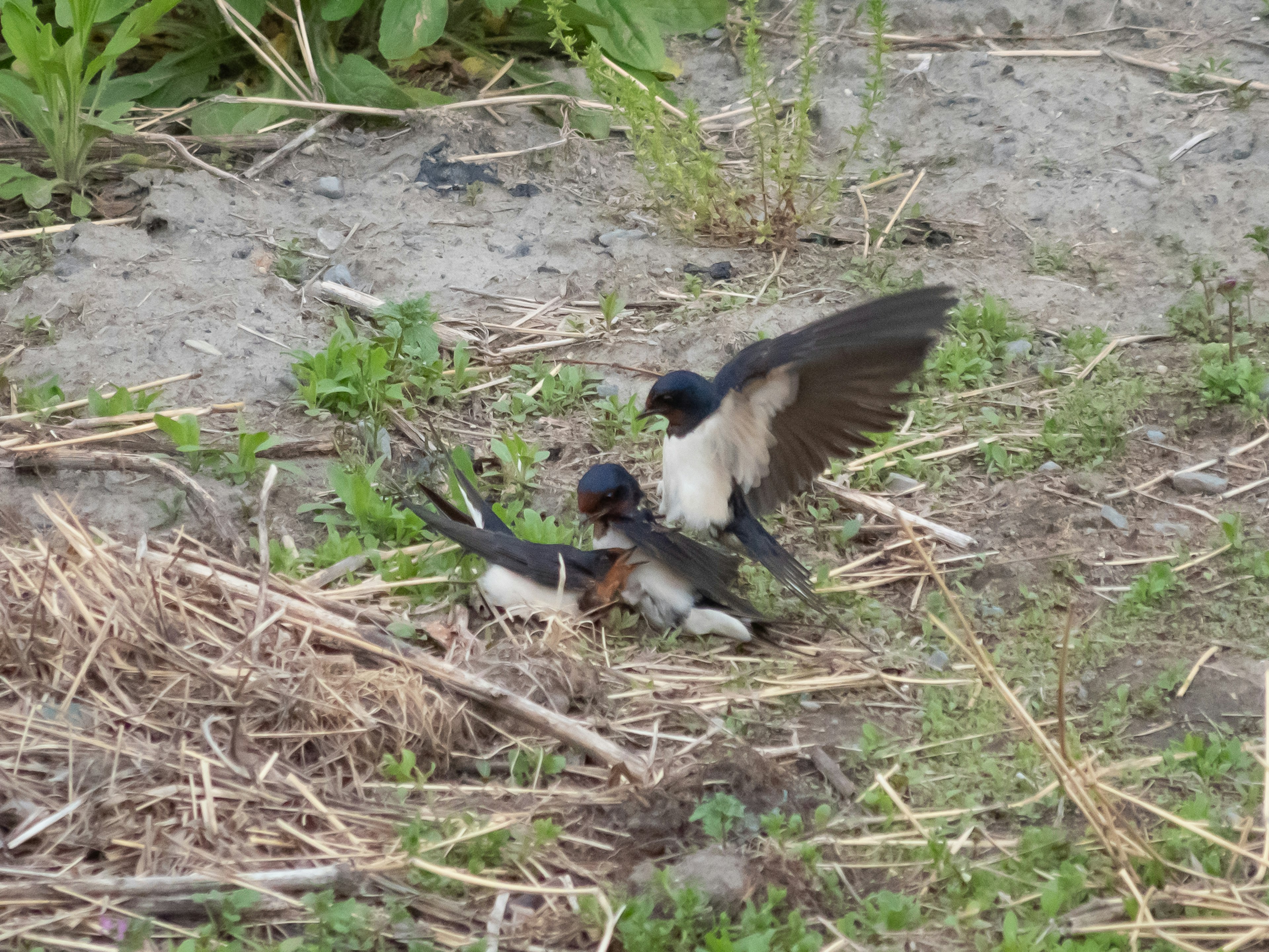 Two swallows playing on the ground