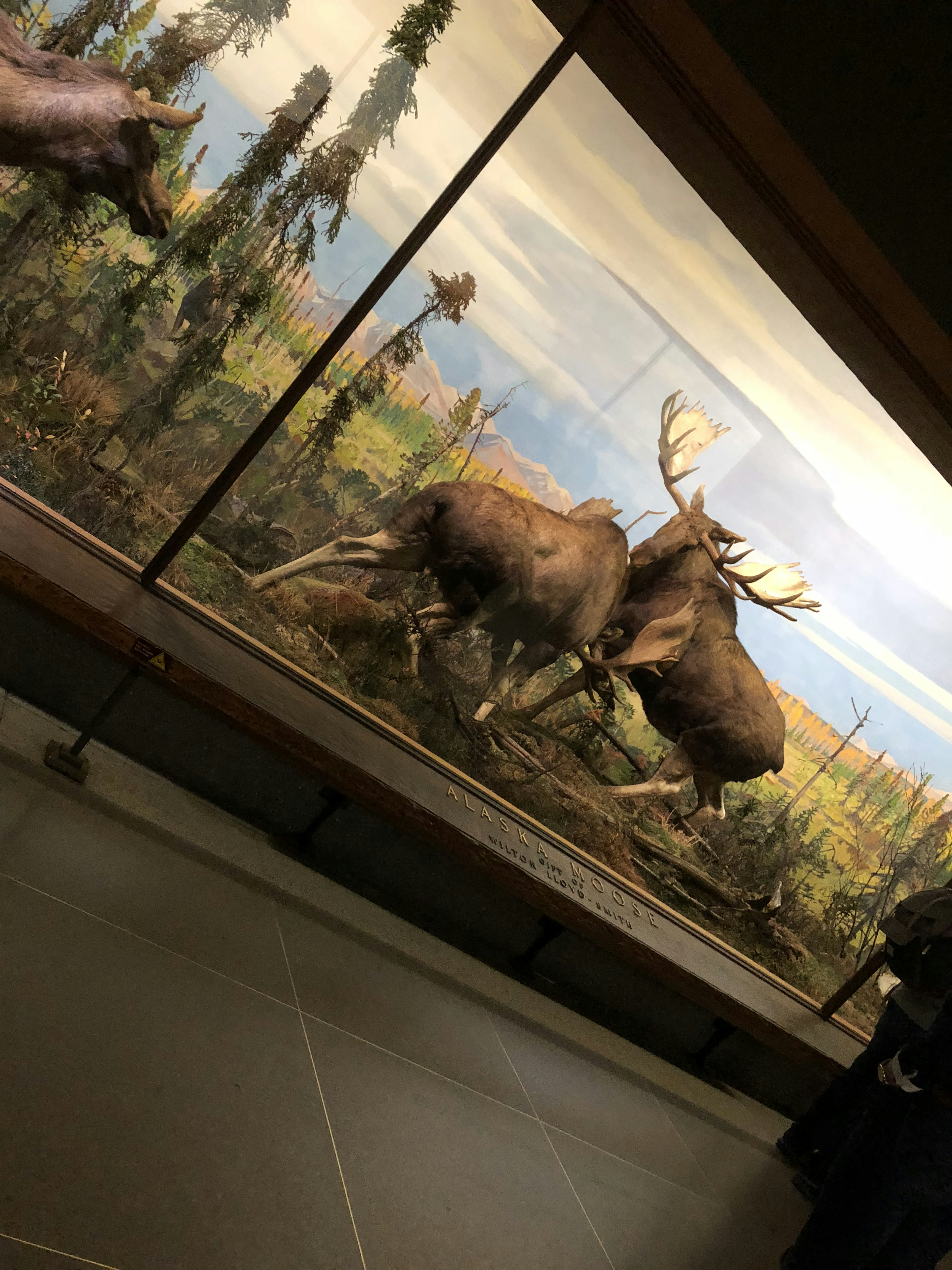 Two moose displayed in a natural environment setting