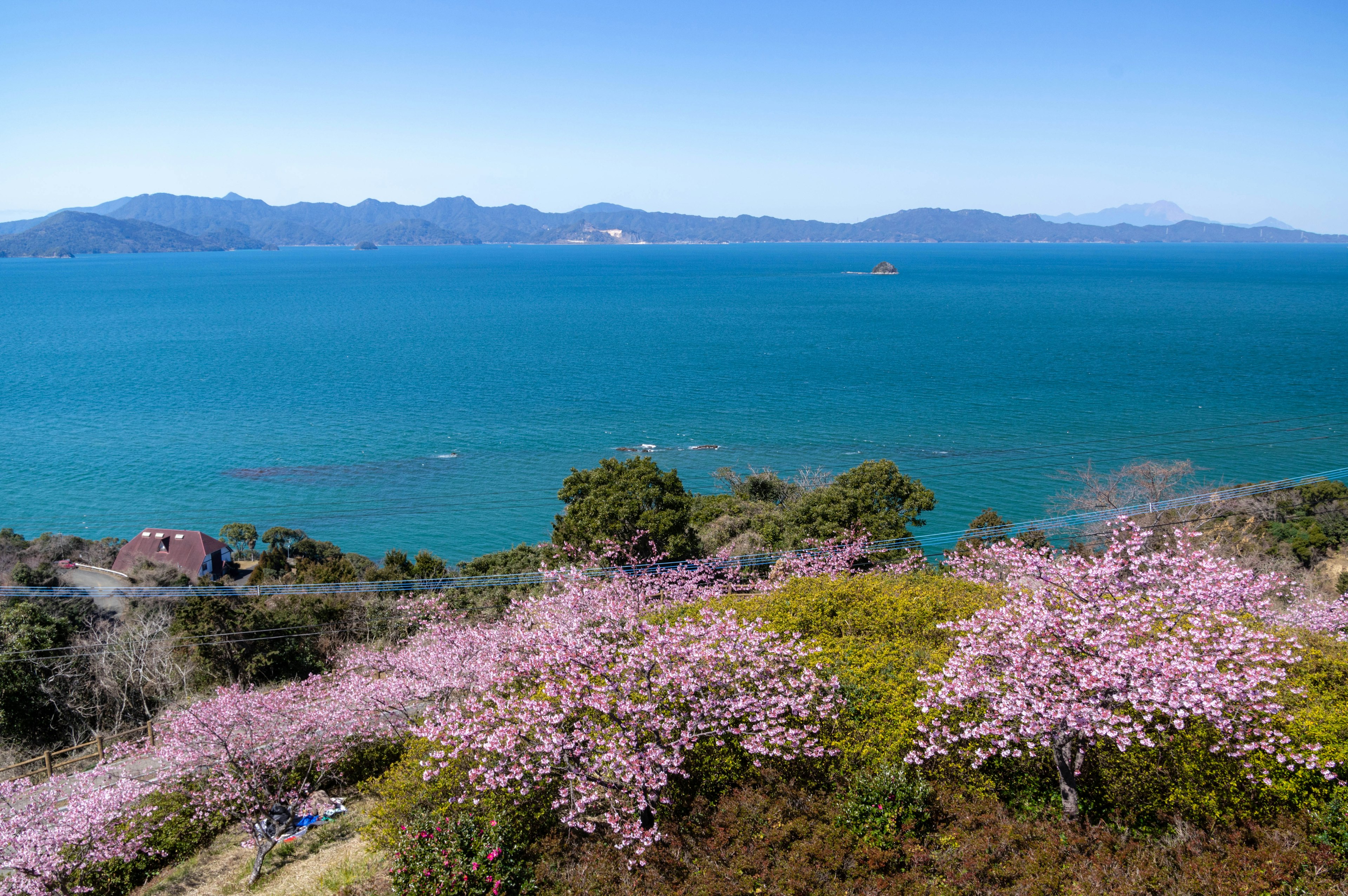 Vista escénica de un mar azul con flores de cerezo rosas