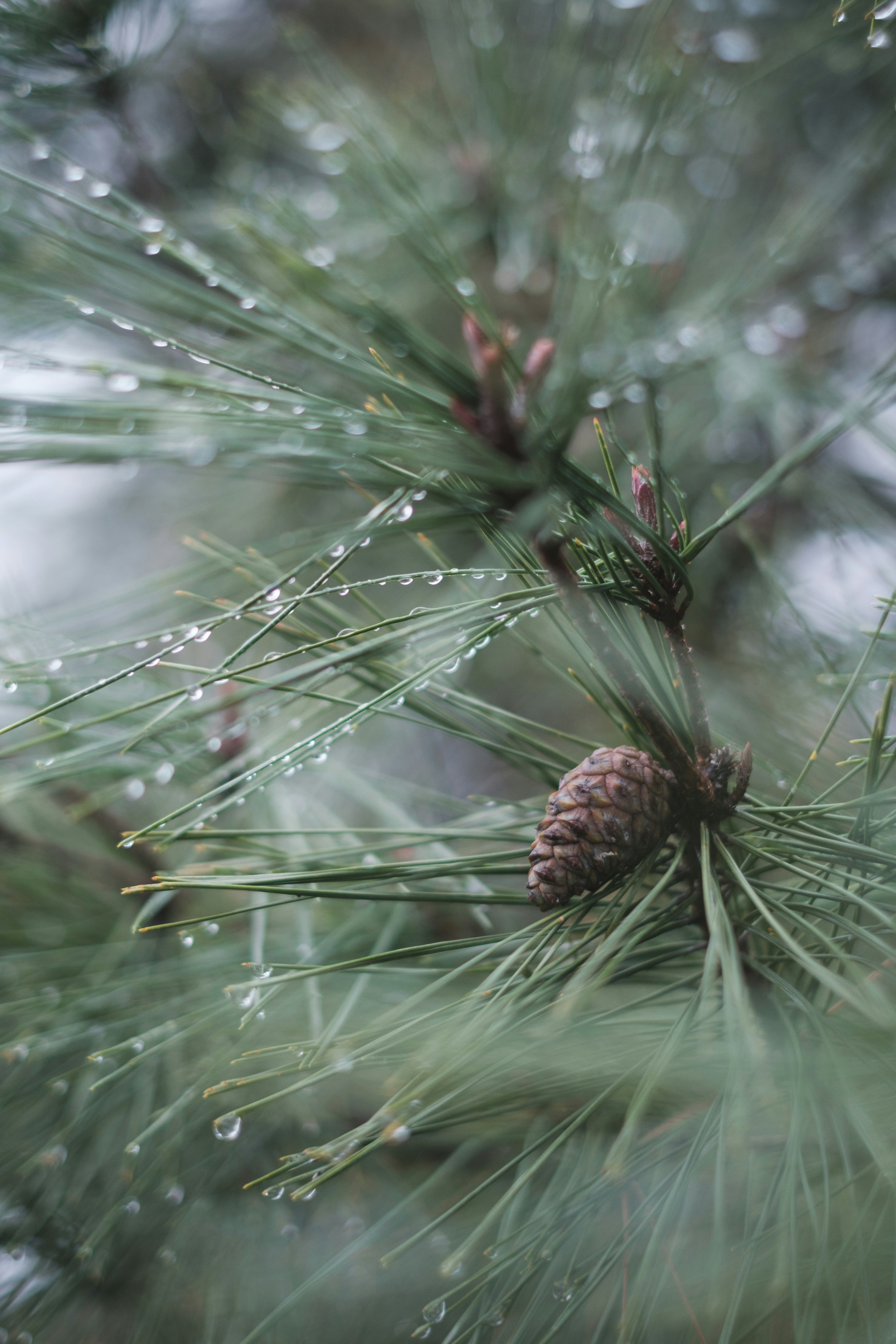 Nahaufnahme von Kieferzweigen und Tannenzapfen im nebligen Regen