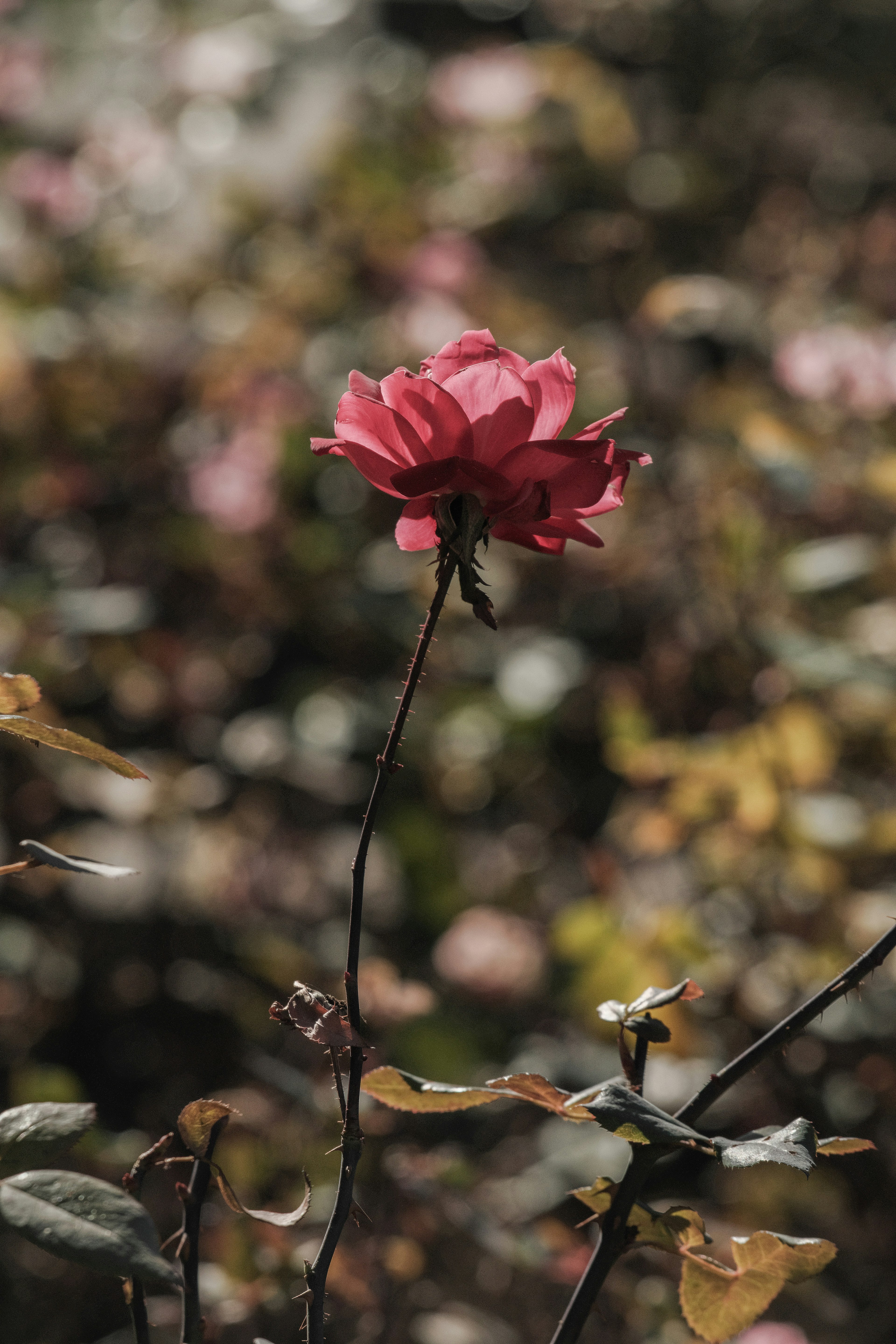 ピンクのバラの花が背景のぼやけた緑の葉の中に立っている