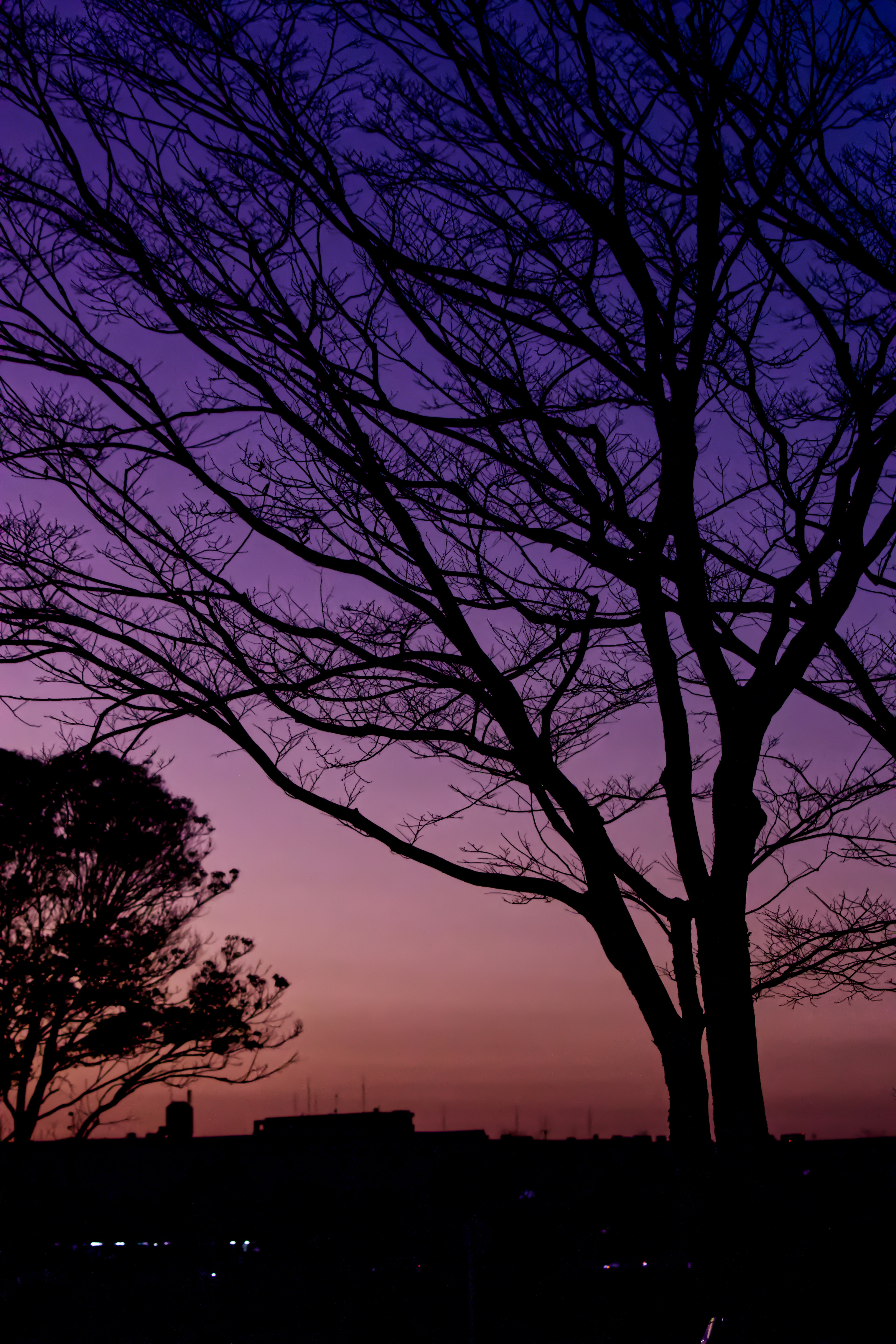 Silhouette von kahlen Ästen vor einem lila Sonnenuntergangshimmel