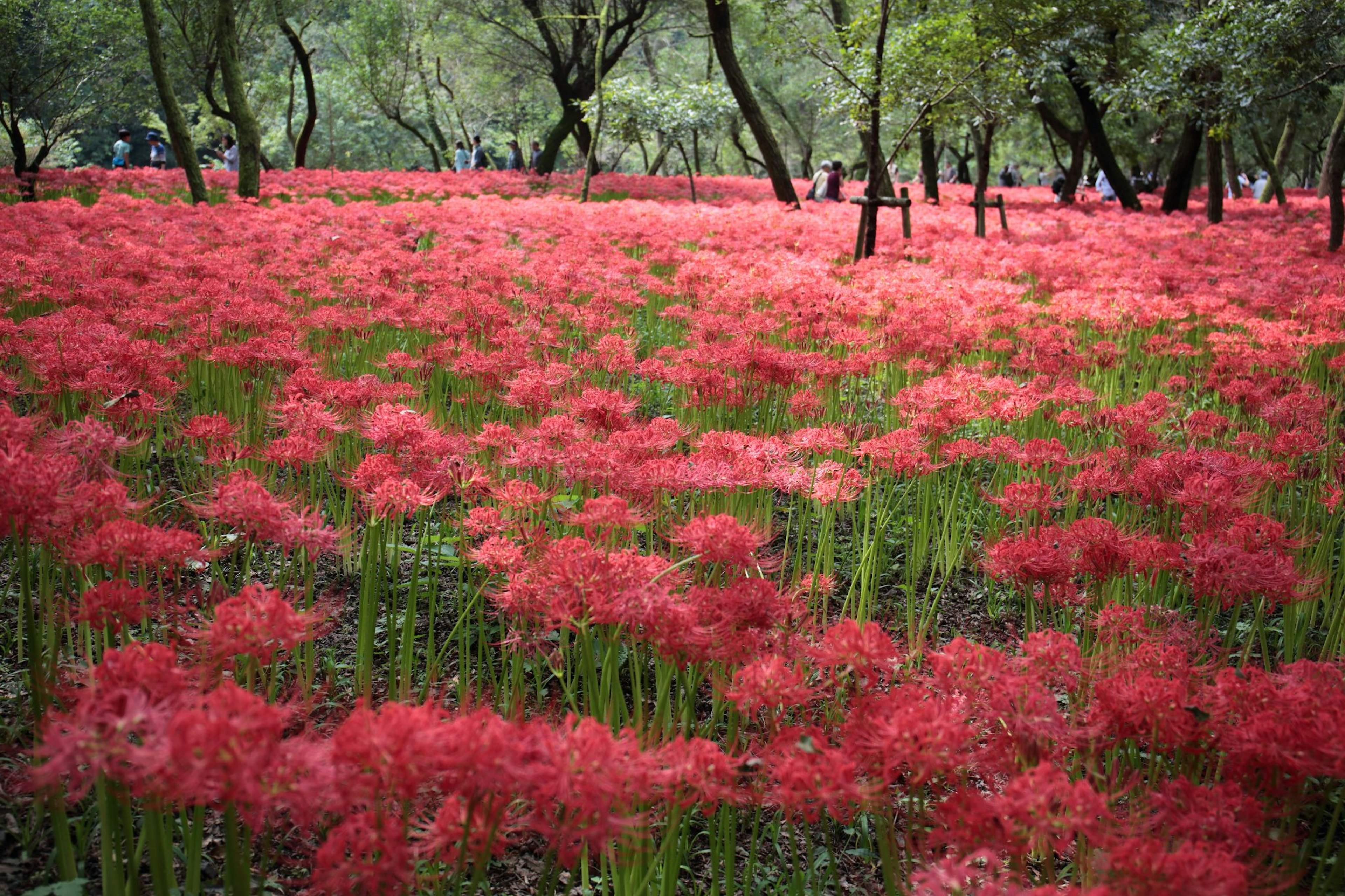 Amplio campo de flores rojas rodeado de árboles