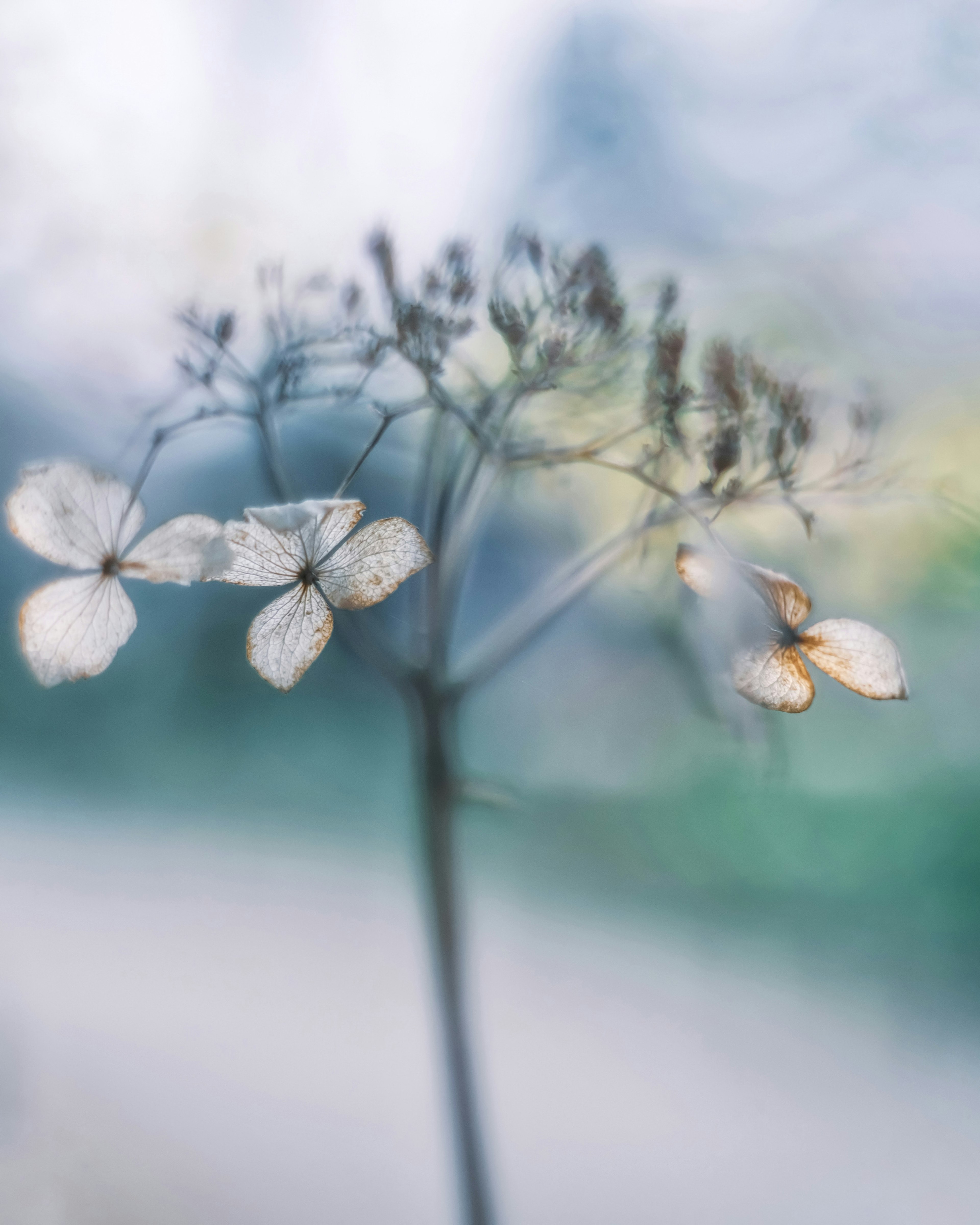 Zarte Blumen und getrocknete Stängel vor einem sanften Hintergrund