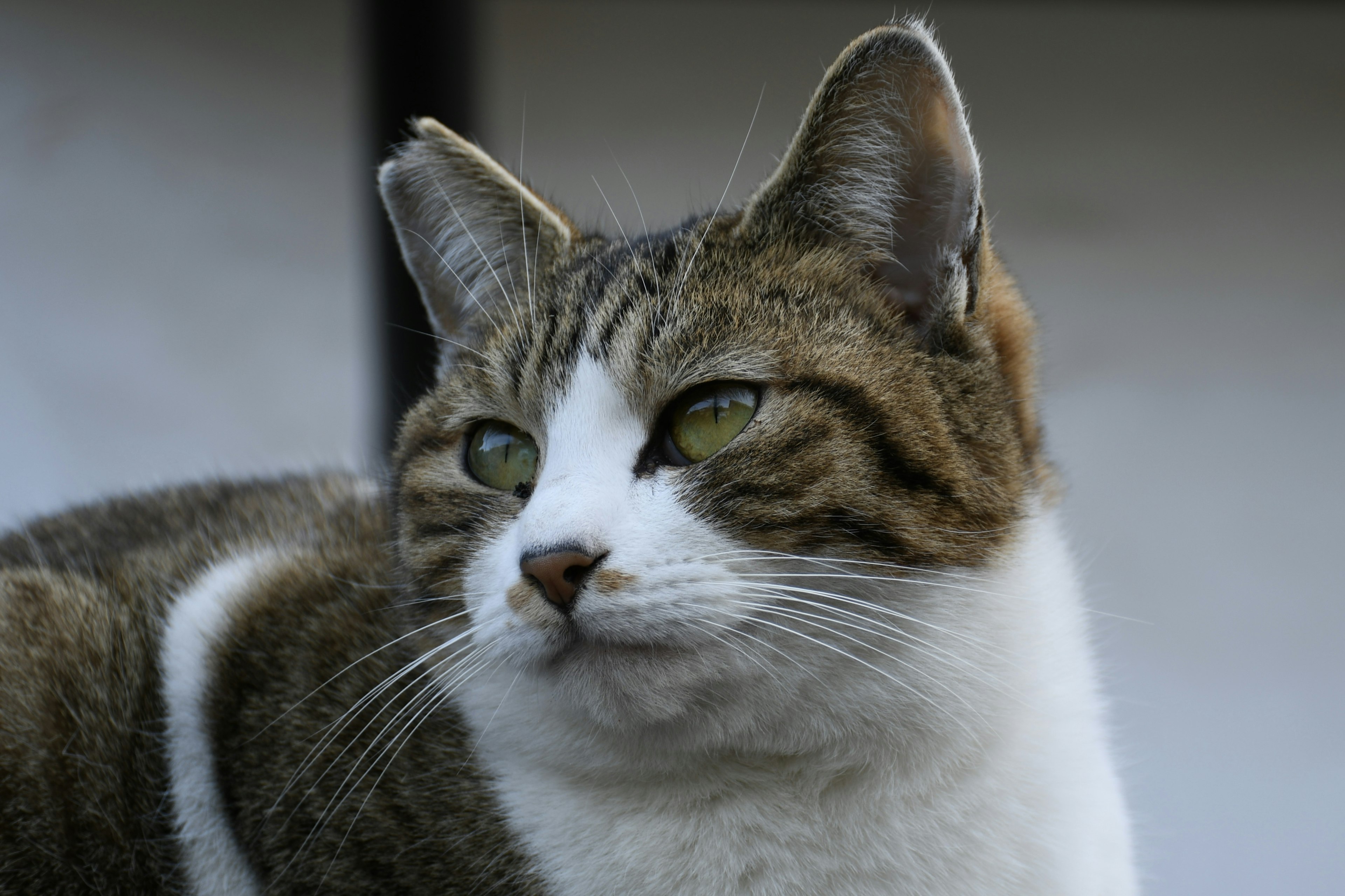 Perfil de un gato con marcas blancas y marrones