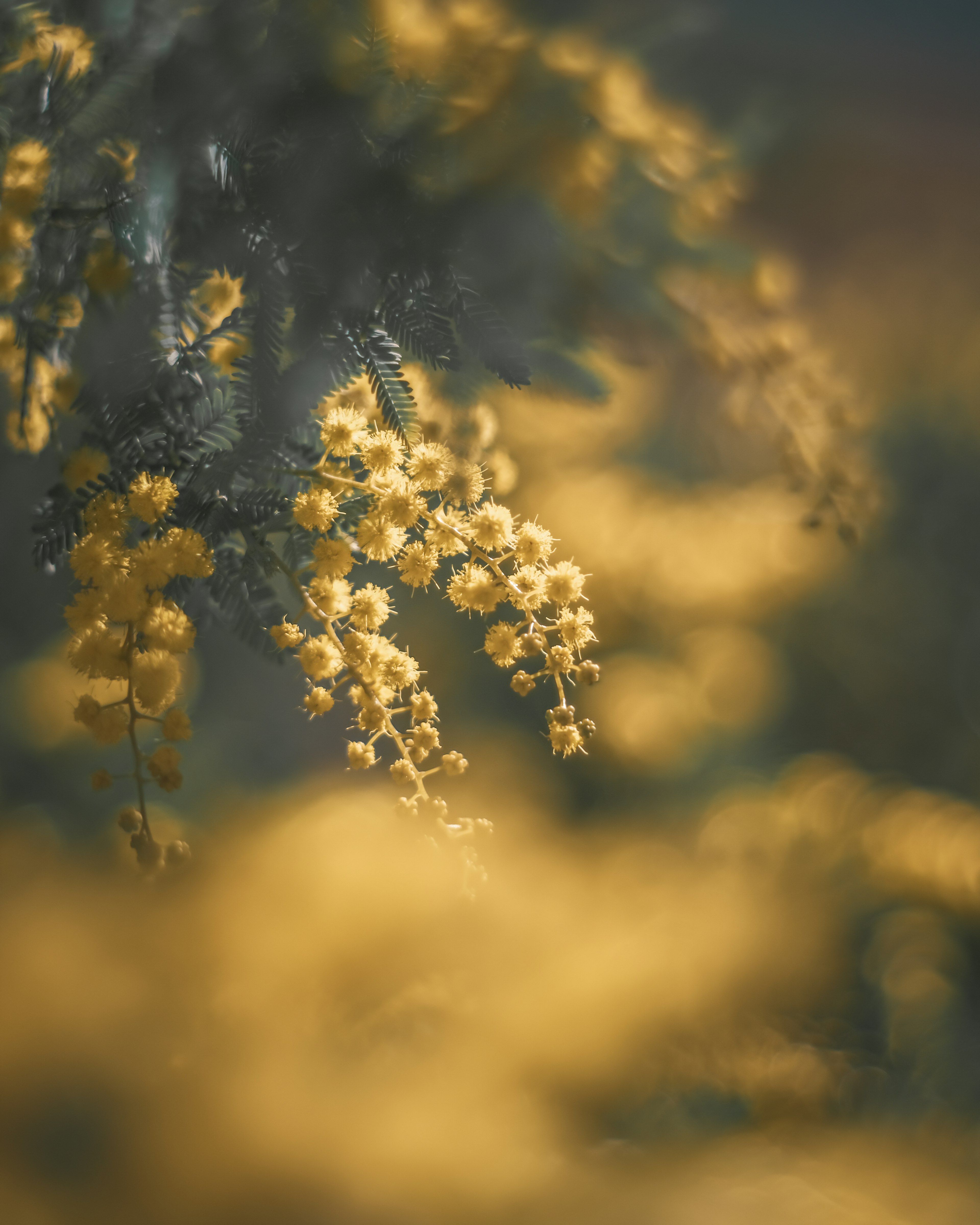 Sanfte gelbe Blumen, die sanft in den Hintergrund verschwinden