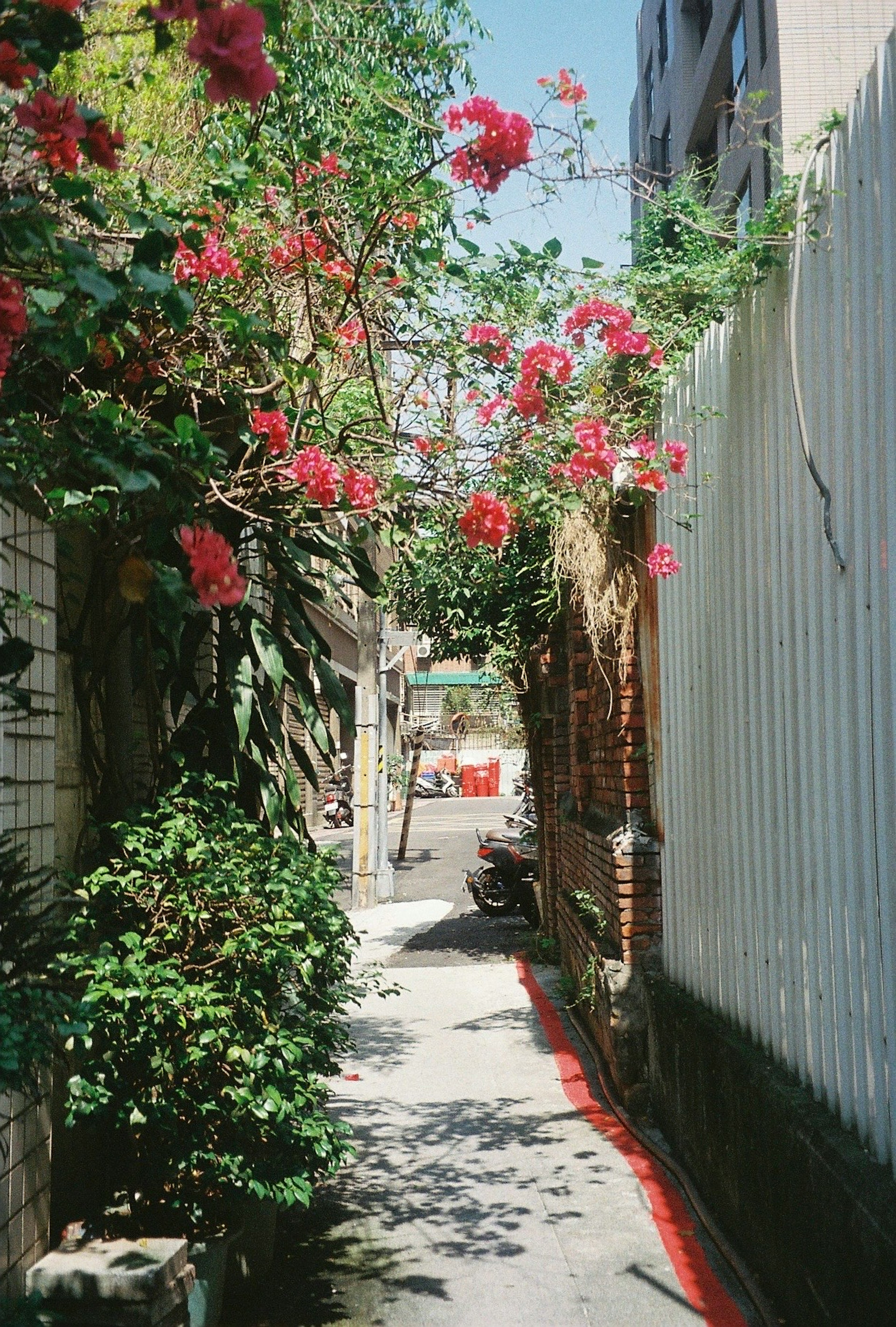 鮮やかな花々が咲く狭い小道の風景