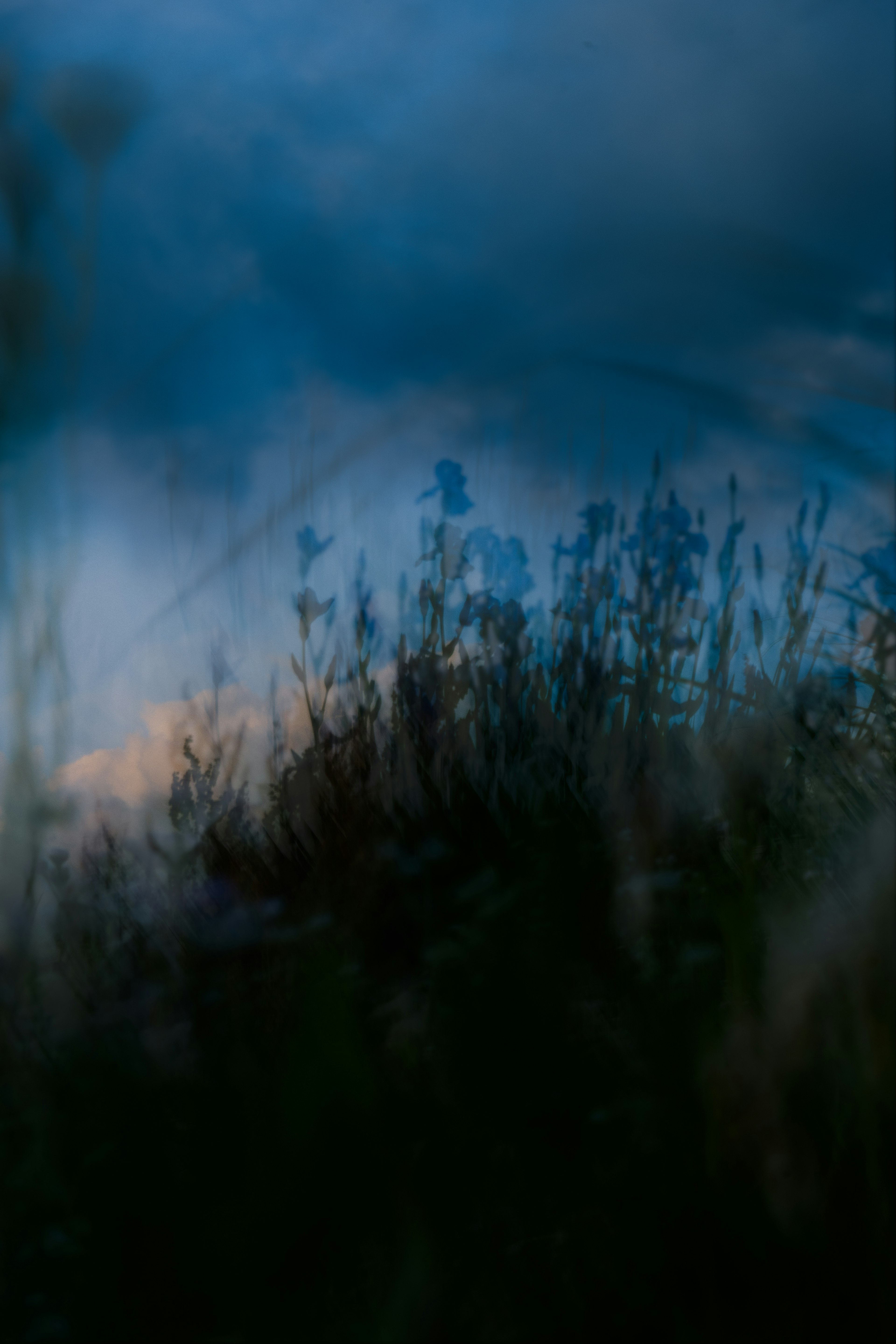 Silhouette of grass against a twilight sky