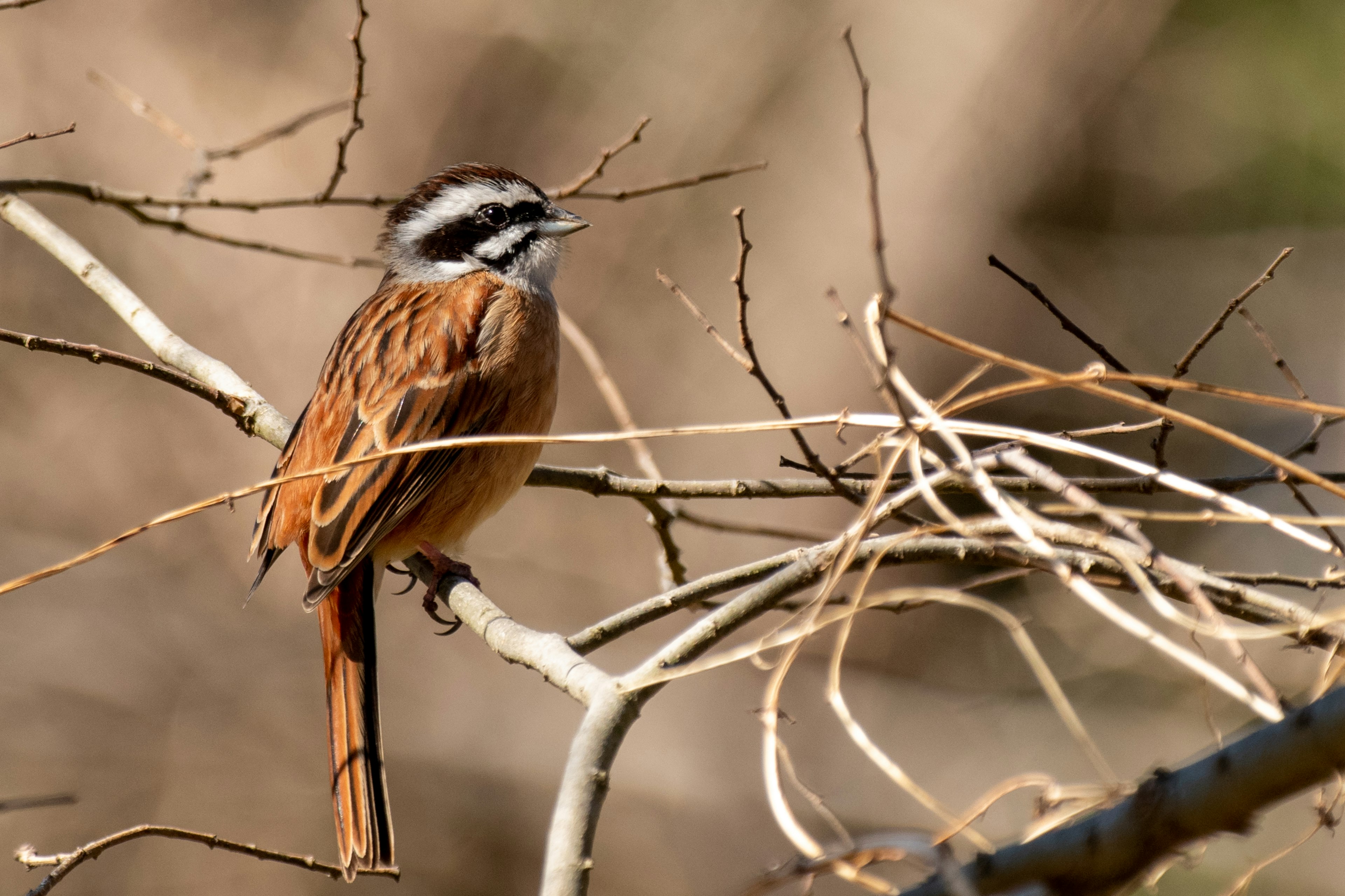 A beautiful brown bird perched on a twig with a striped white head