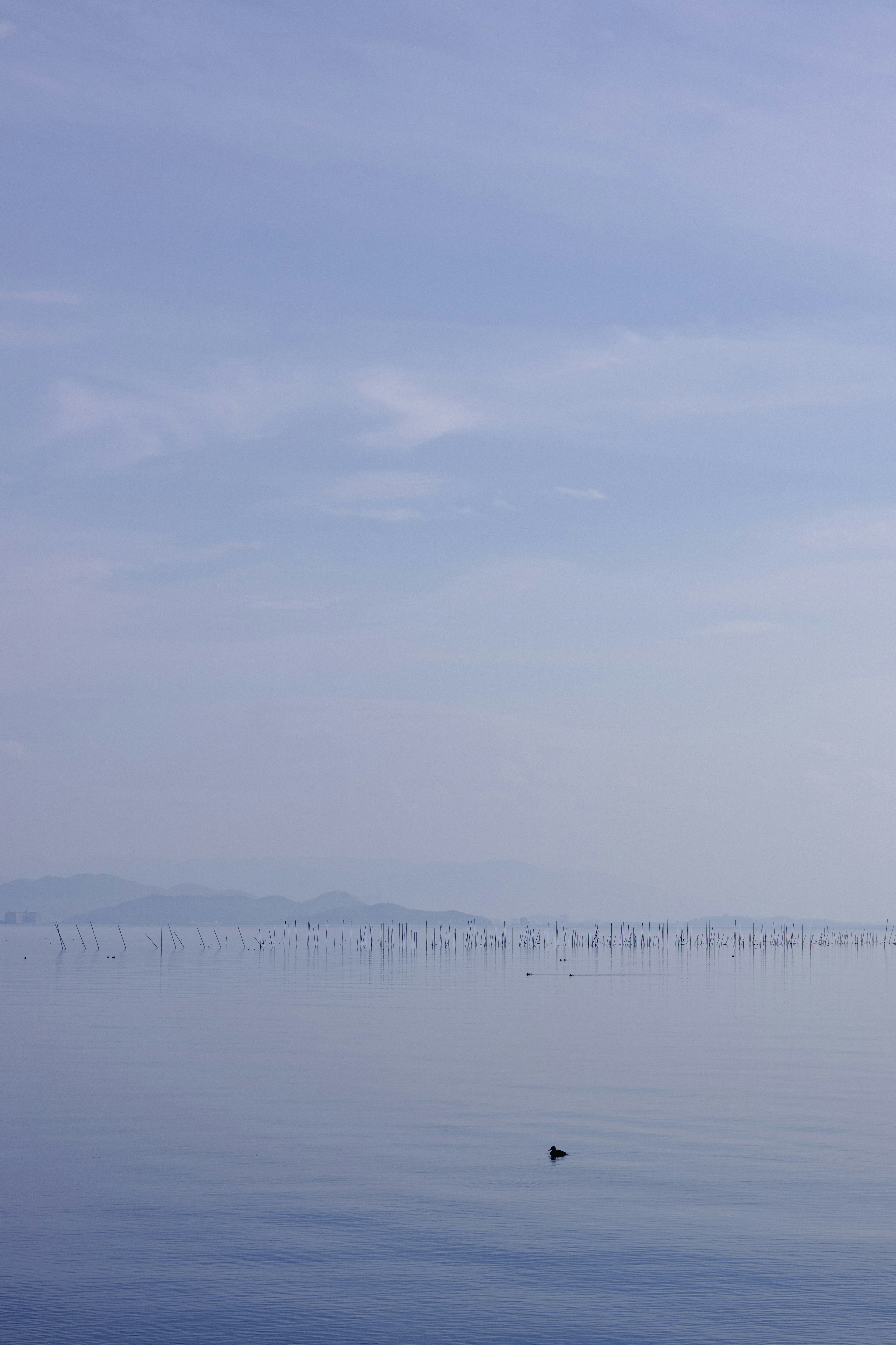 Paysage de mer calme et ciel bleu avec un petit oiseau flottant