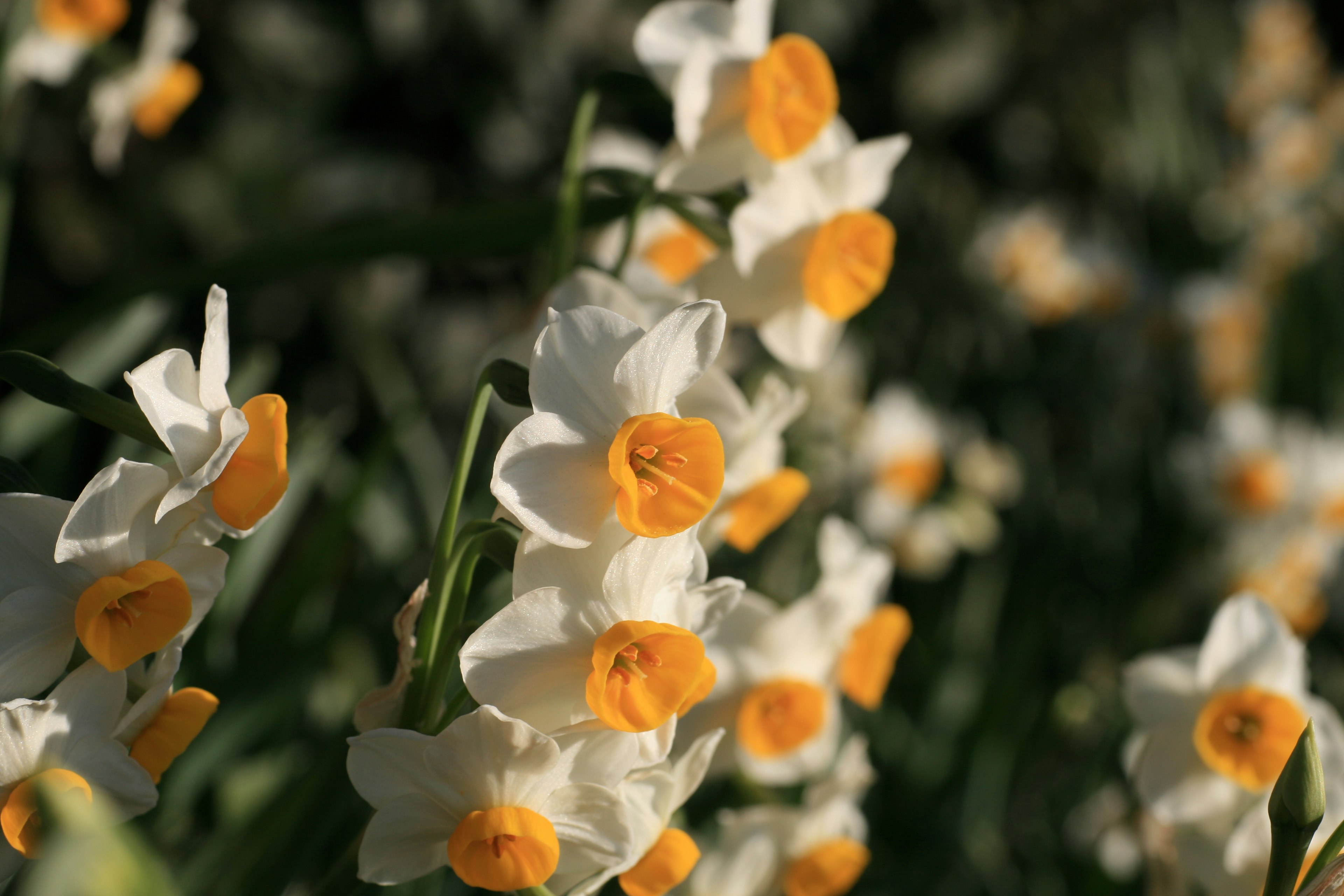 Narzissenblüten mit weißen Blütenblättern und orangefarbenen Zentren blühen