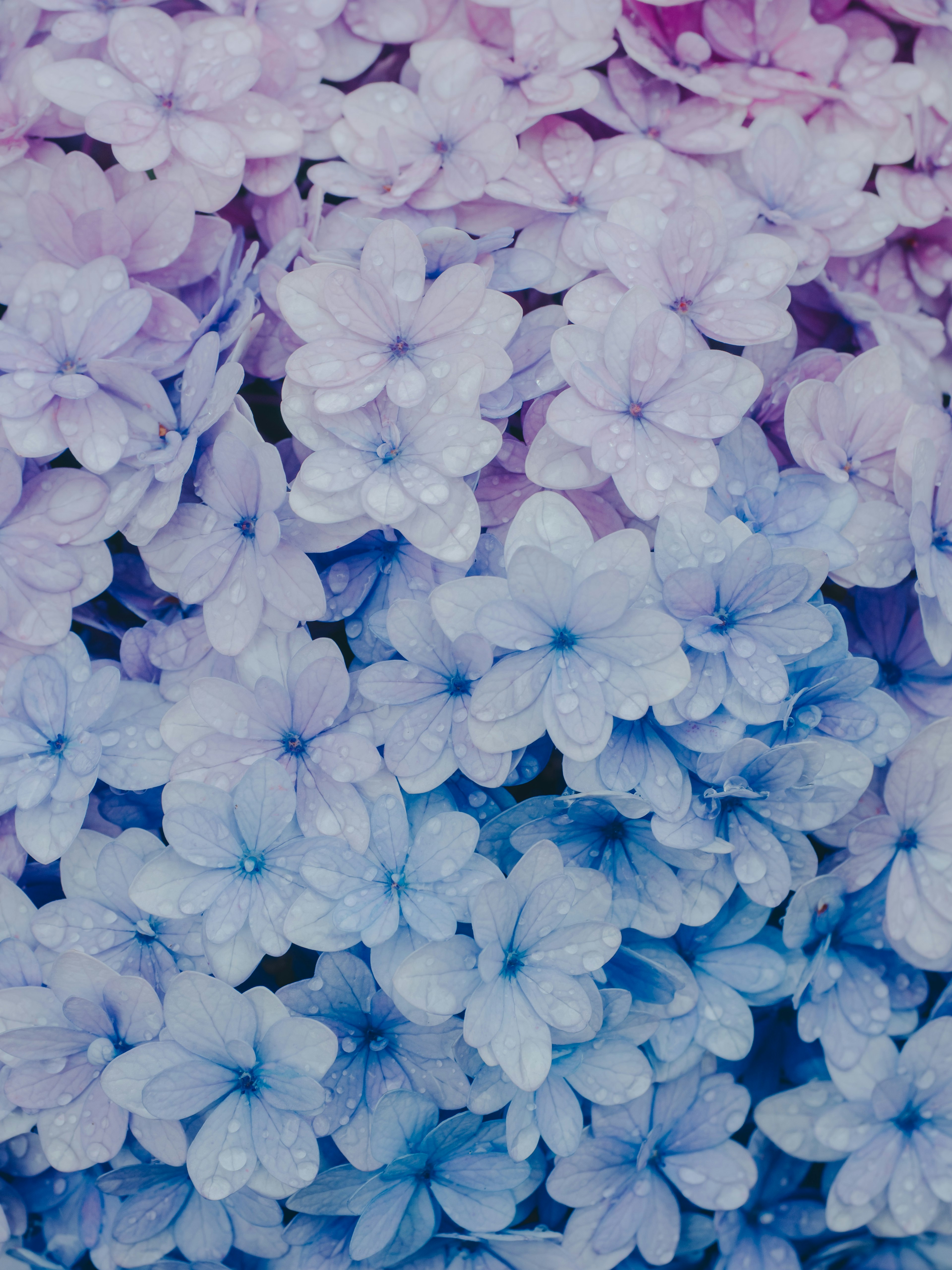 淡い紫と青の花が重なり合う美しい背景