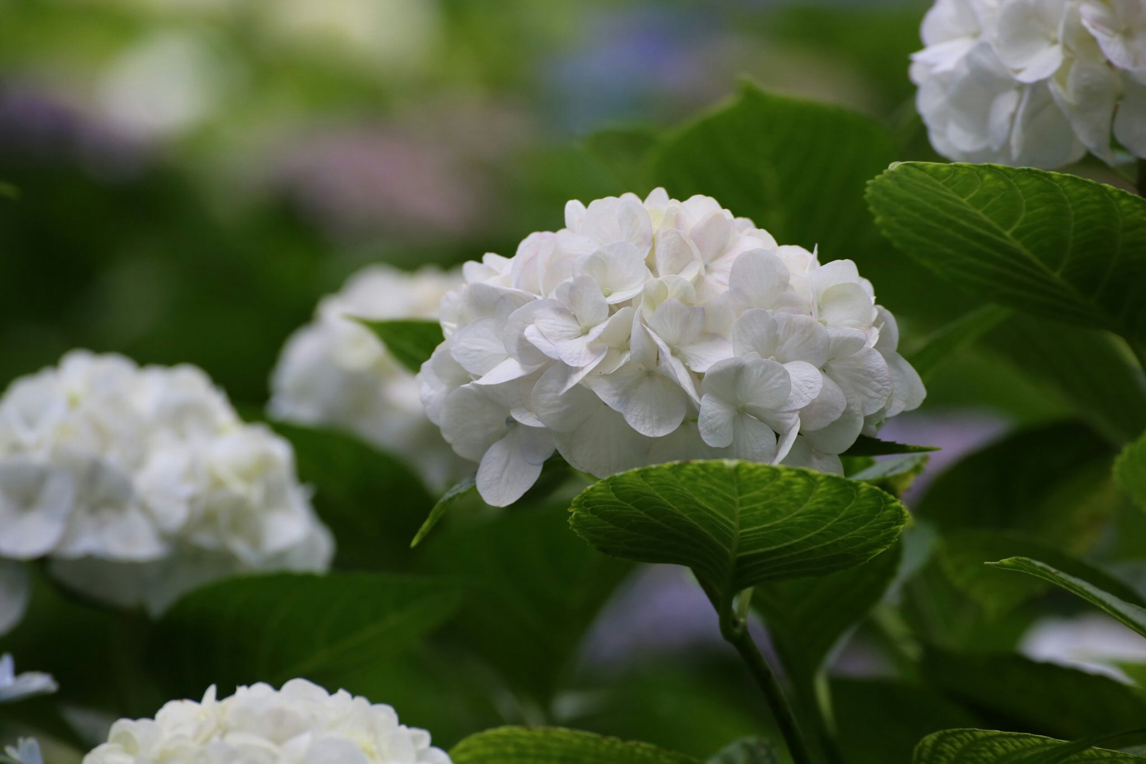 Schöne Szene mit weißen Hortensienblüten und grünen Blättern