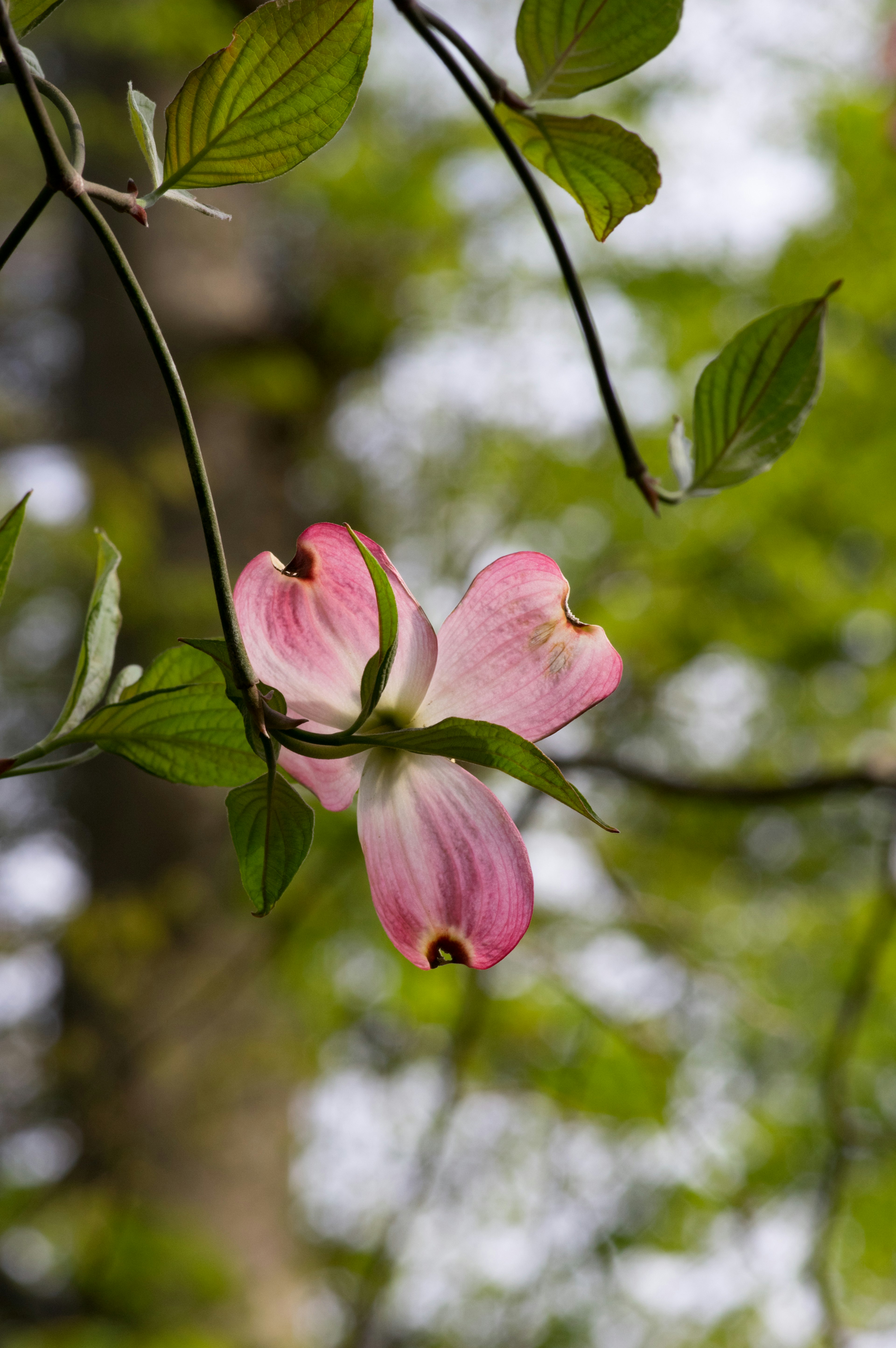 Eine zarte rosa Blume umgeben von grünen Blättern