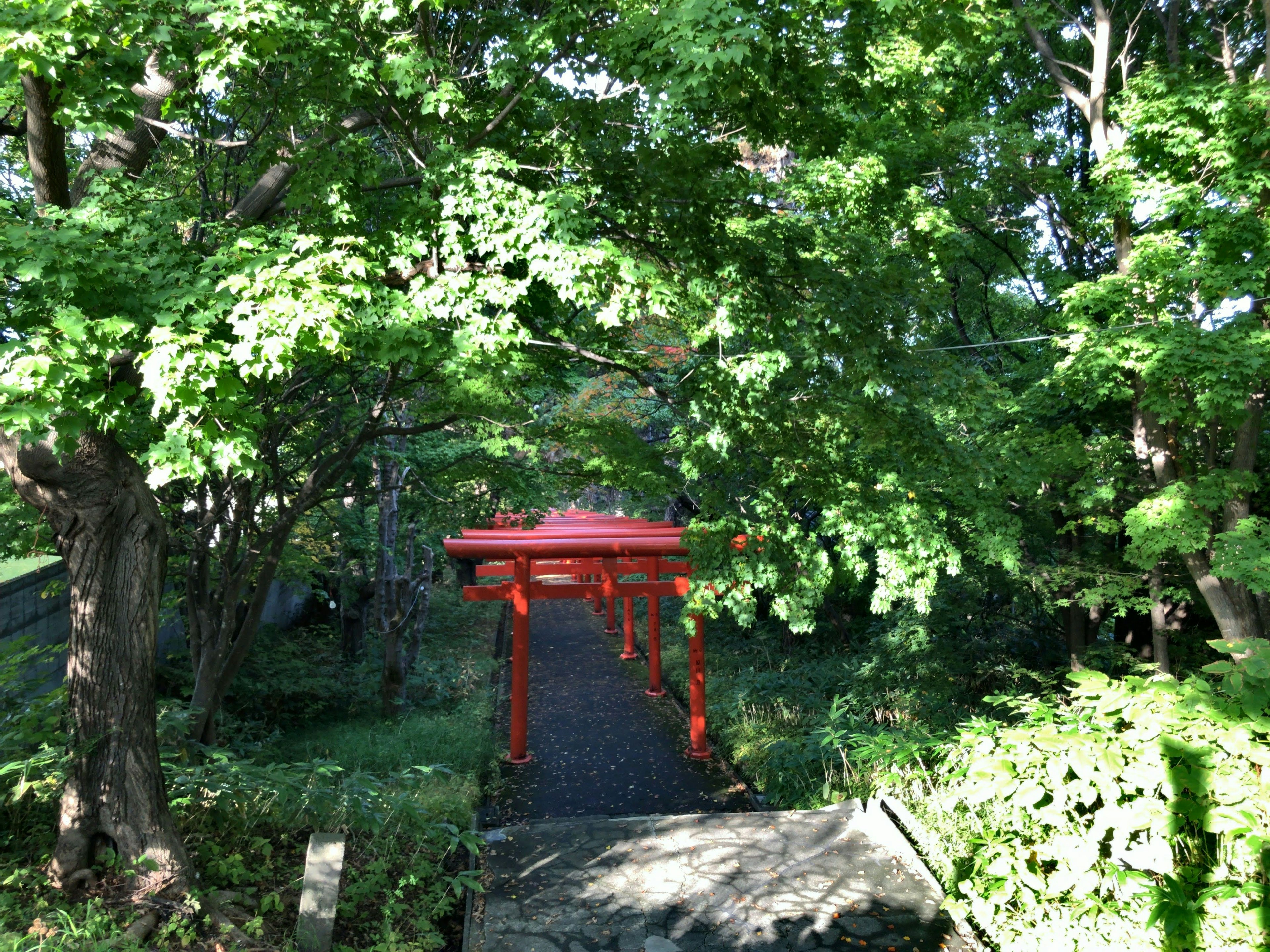 Portail torii rouge entouré d'arbres verts luxuriants et d'un chemin en pierre