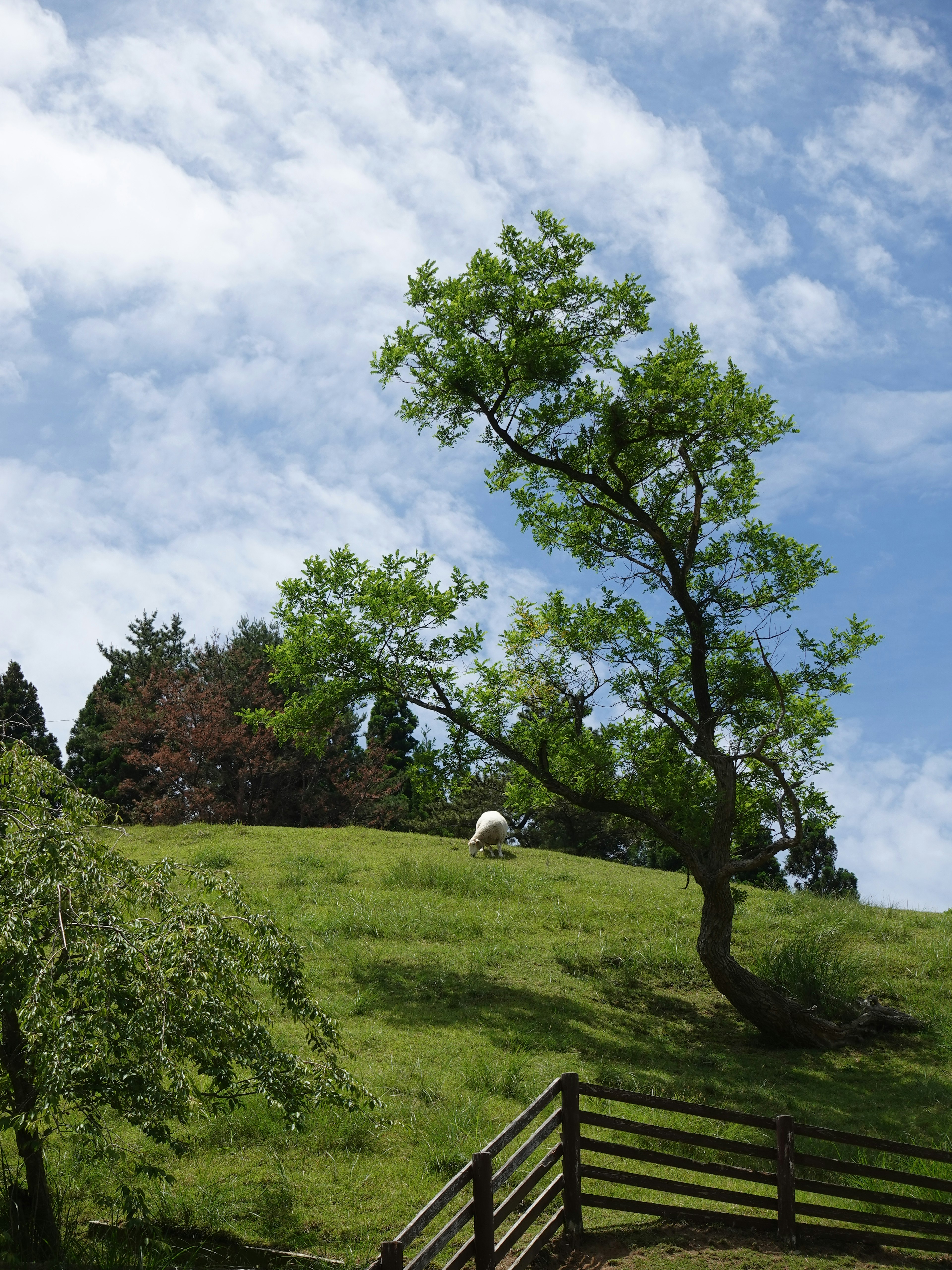 Colina verde exuberante con un árbol inclinado y cielo azul