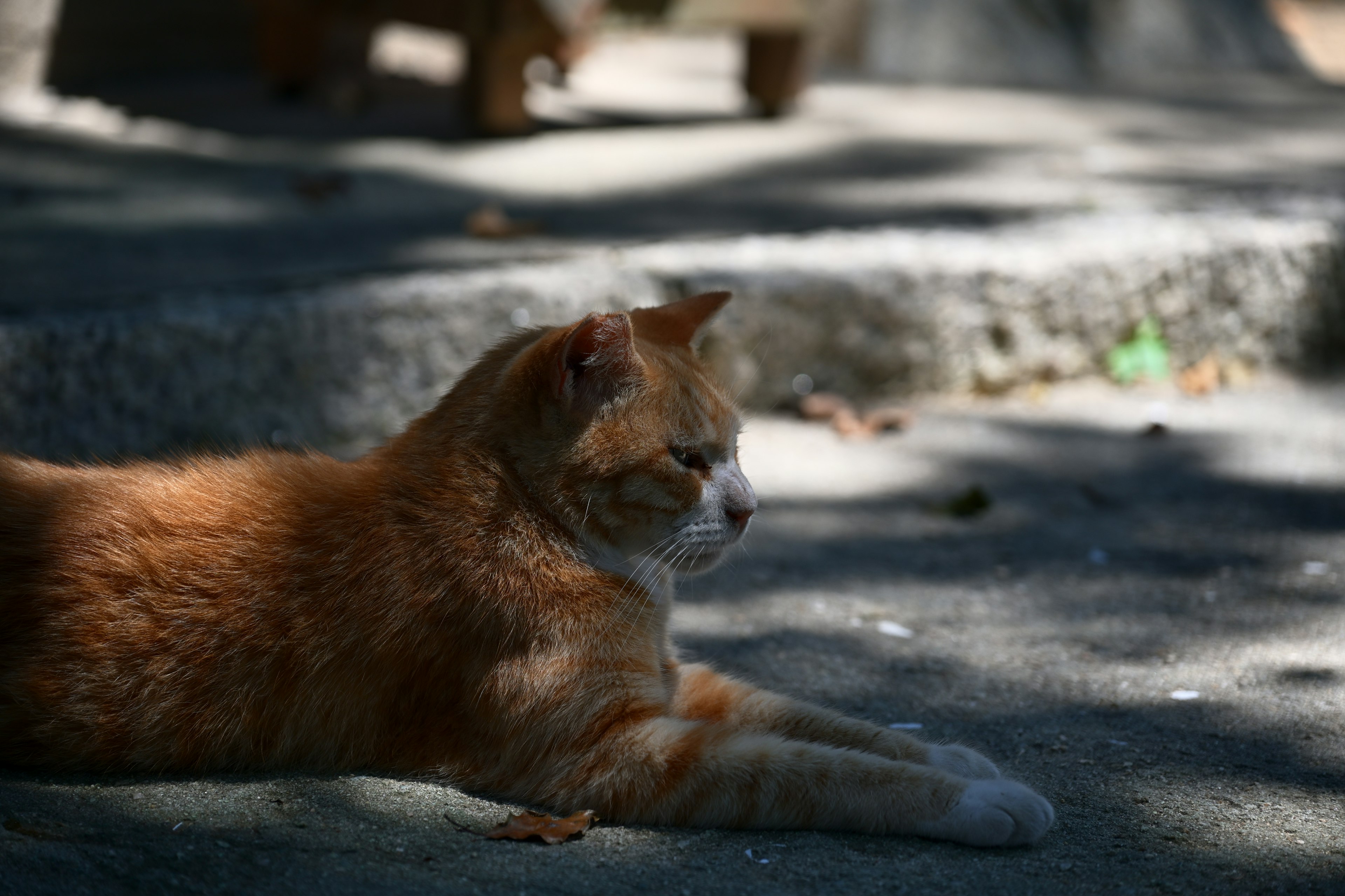 Kucing oranye berbaring di tempat teduh