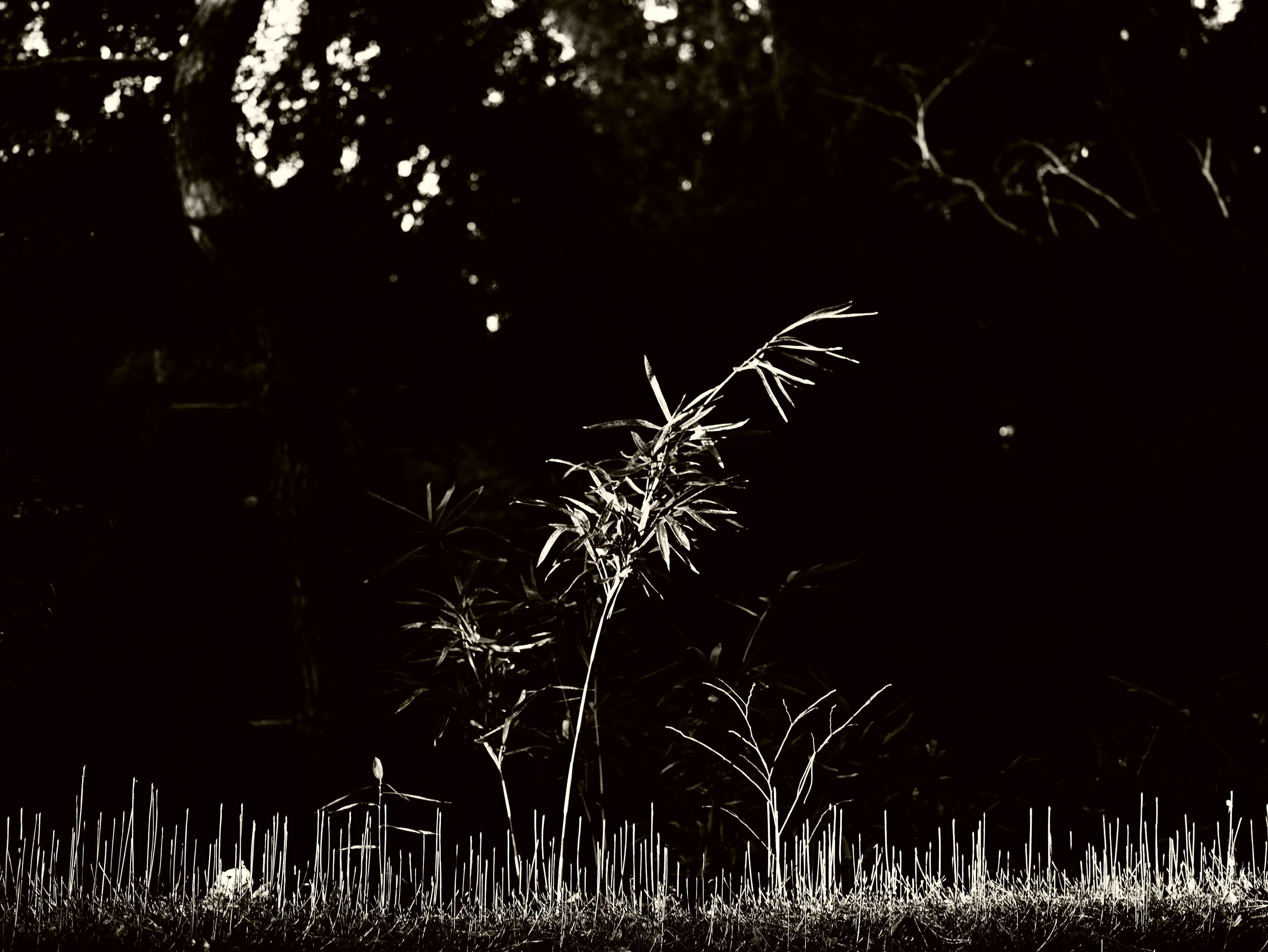 A slender plant with thin leaves stands against a dark background