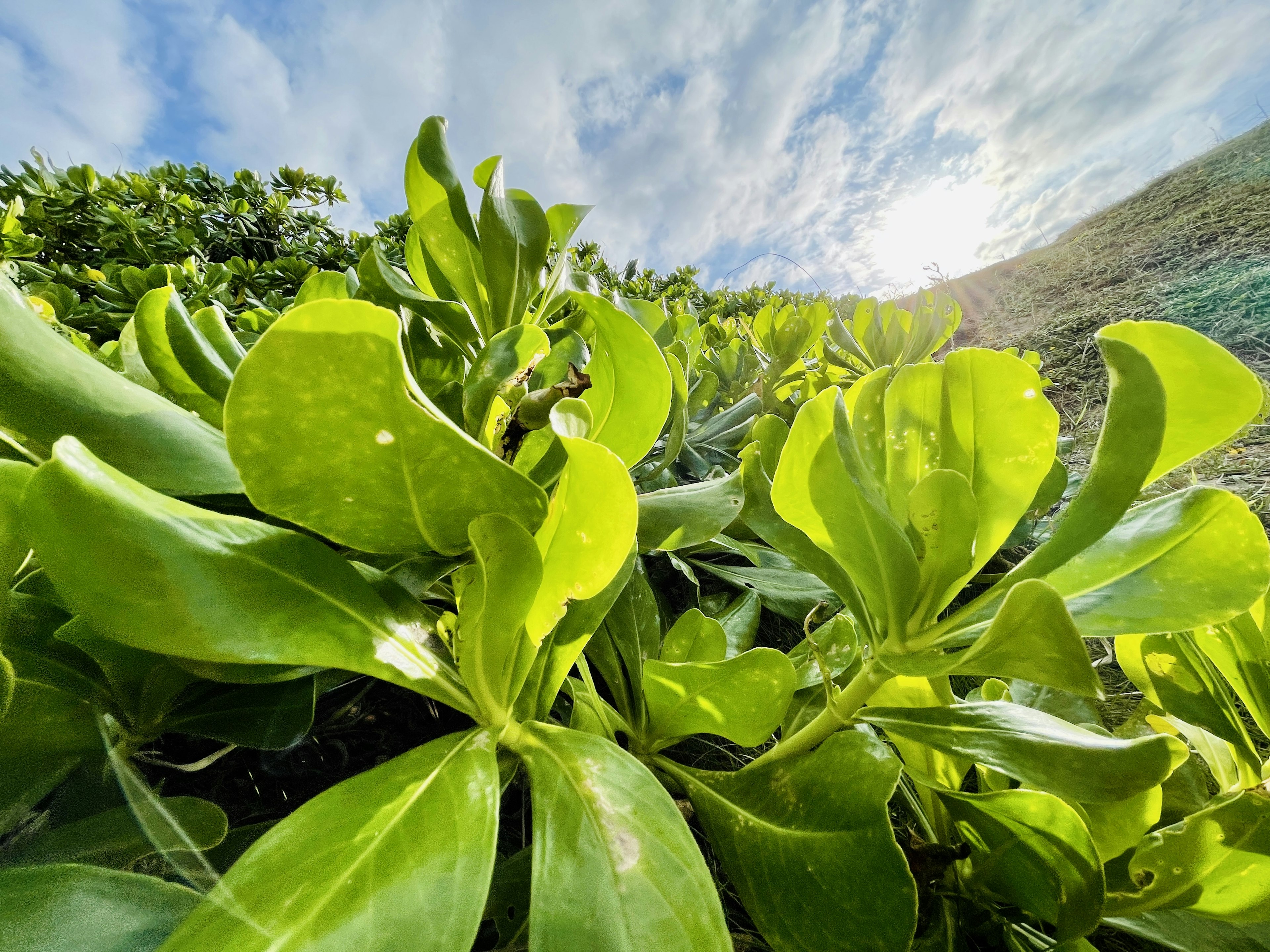 Close-up of lush green leaves with a blue sky in the background