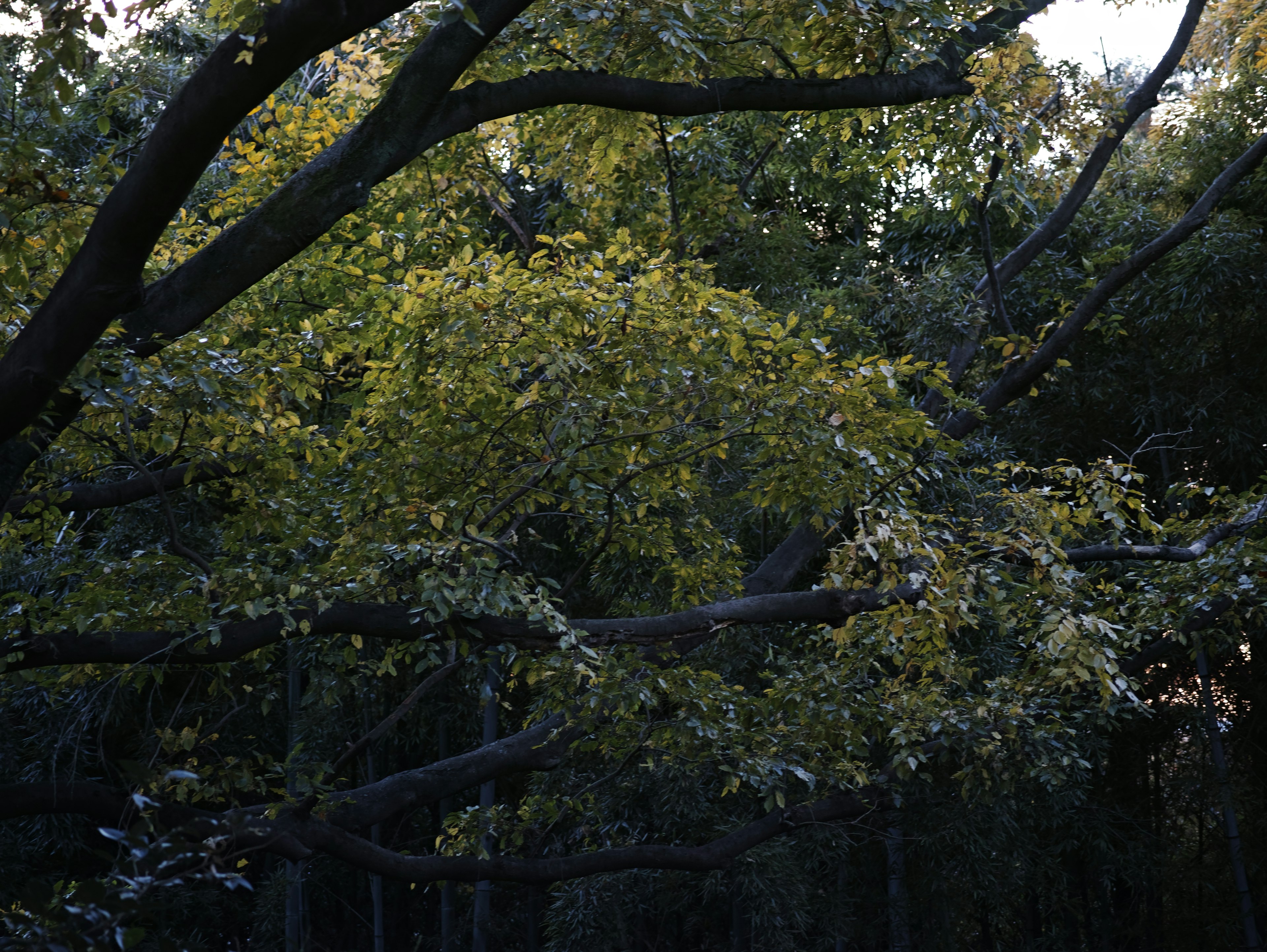 Arbre avec des feuilles vertes et jaunes dans une forêt sombre