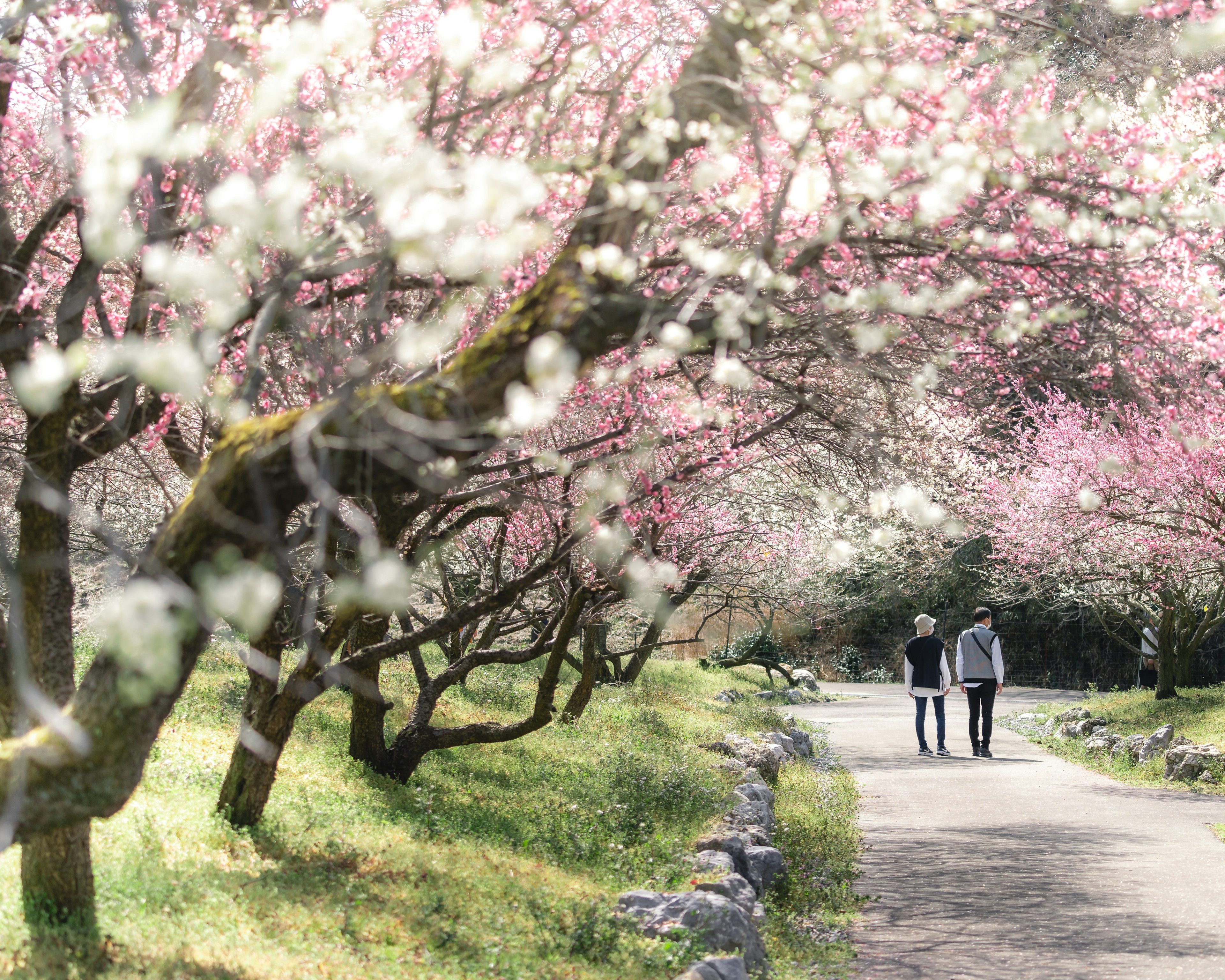 桜の木の下を散歩する二人の人物美しいピンクの花々が咲いている