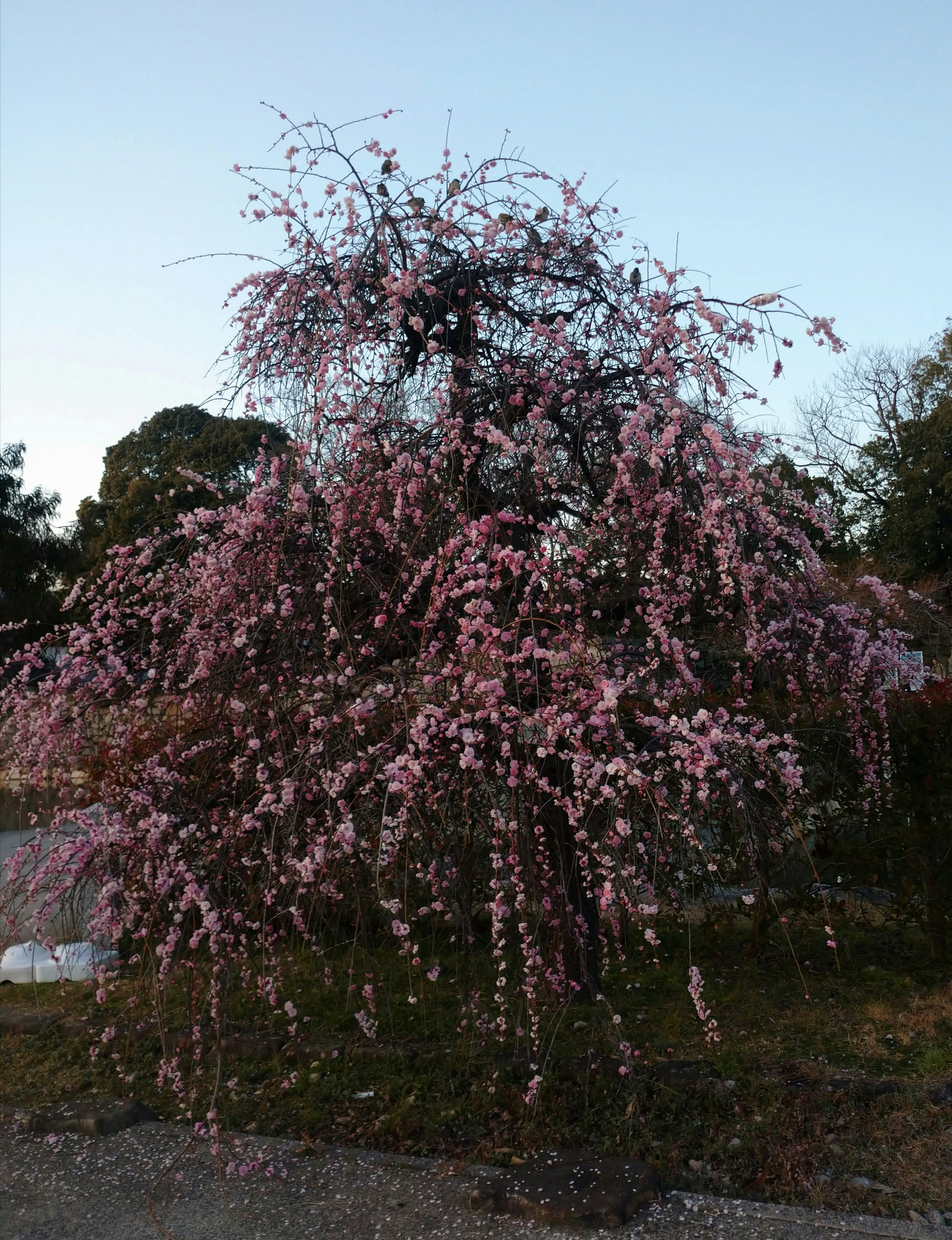 ピンクの花を咲かせた枝垂れ桜の木が広がる風景