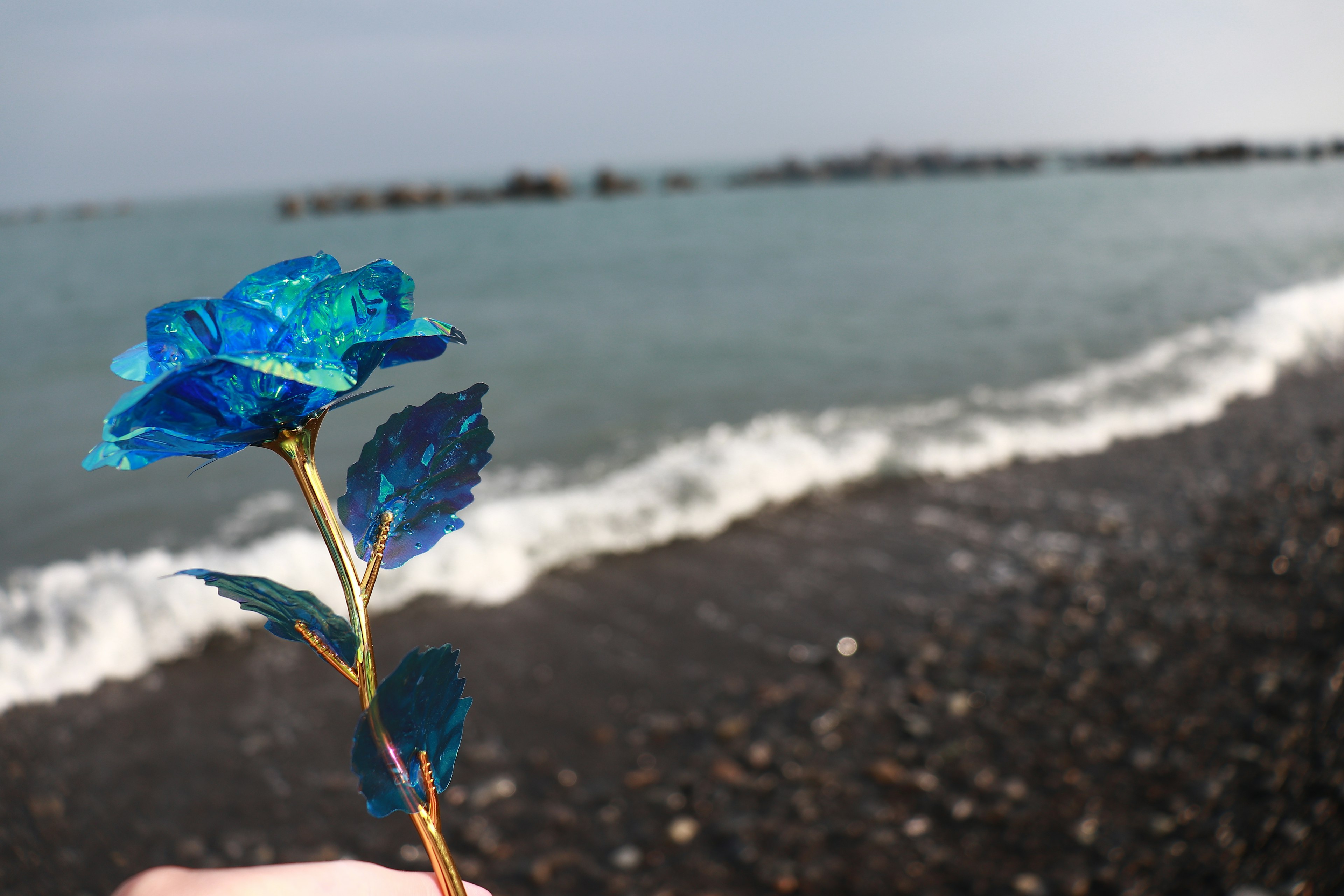 Tangan memegang mawar biru dengan ombak laut di latar belakang