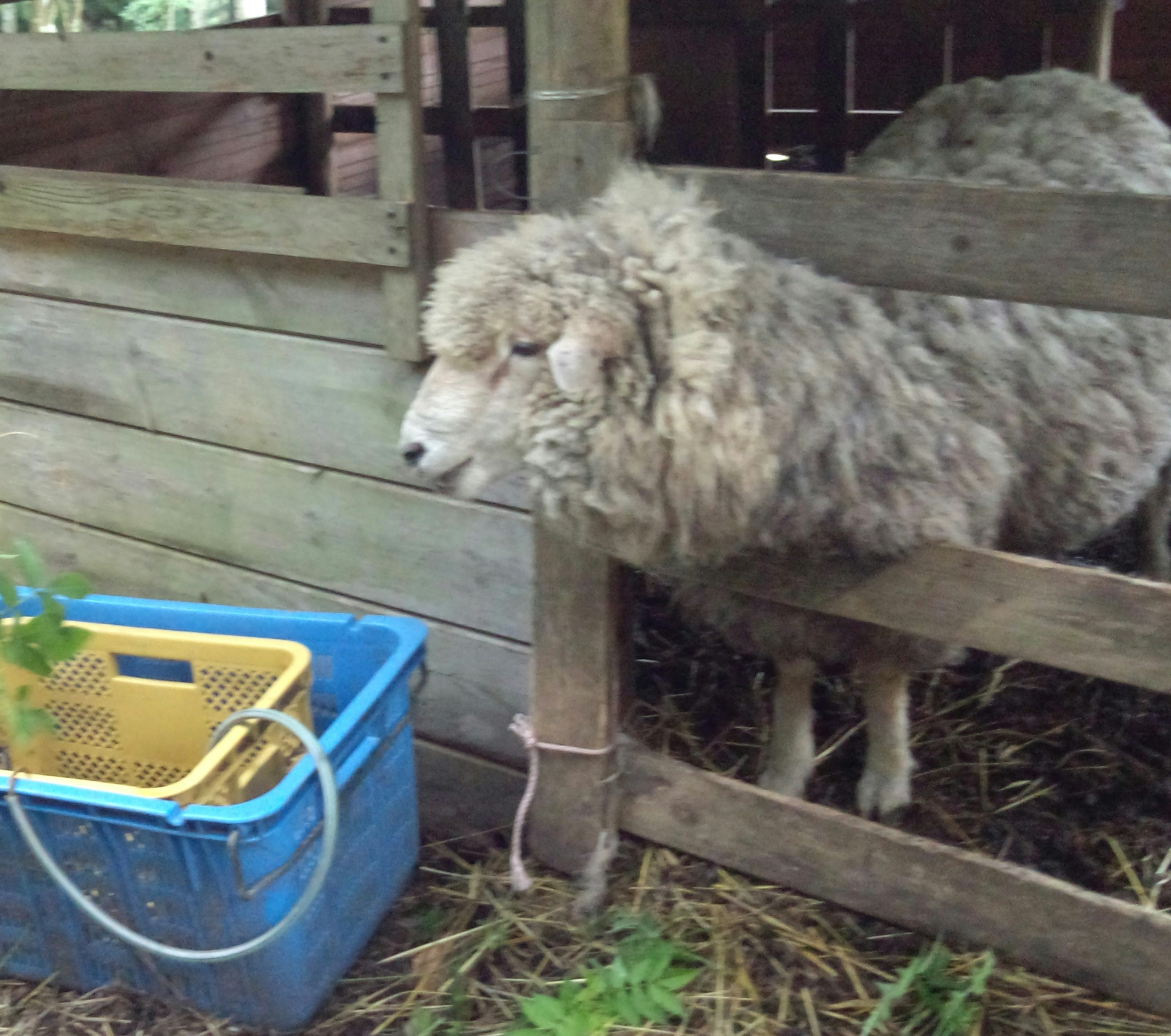 Un mouton duveteux regardant à travers une clôture en bois avec un panier bleu à proximité