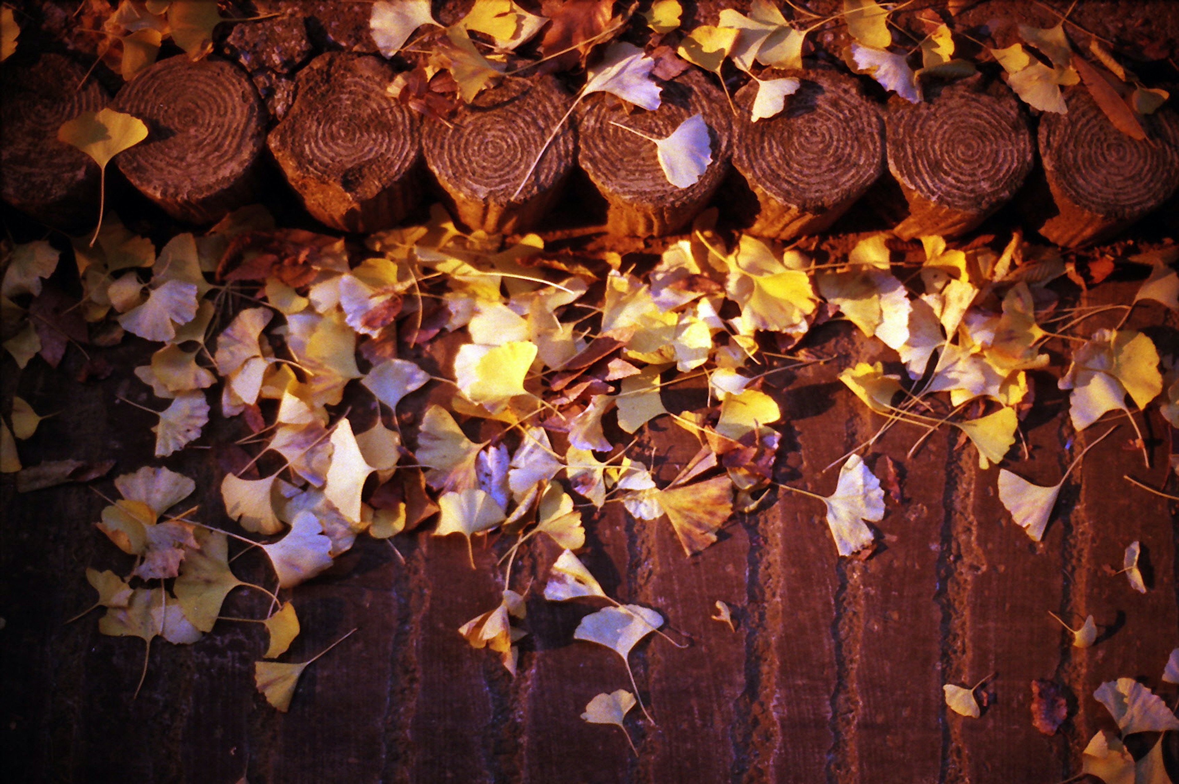 Autumn leaves scattered over wooden logs