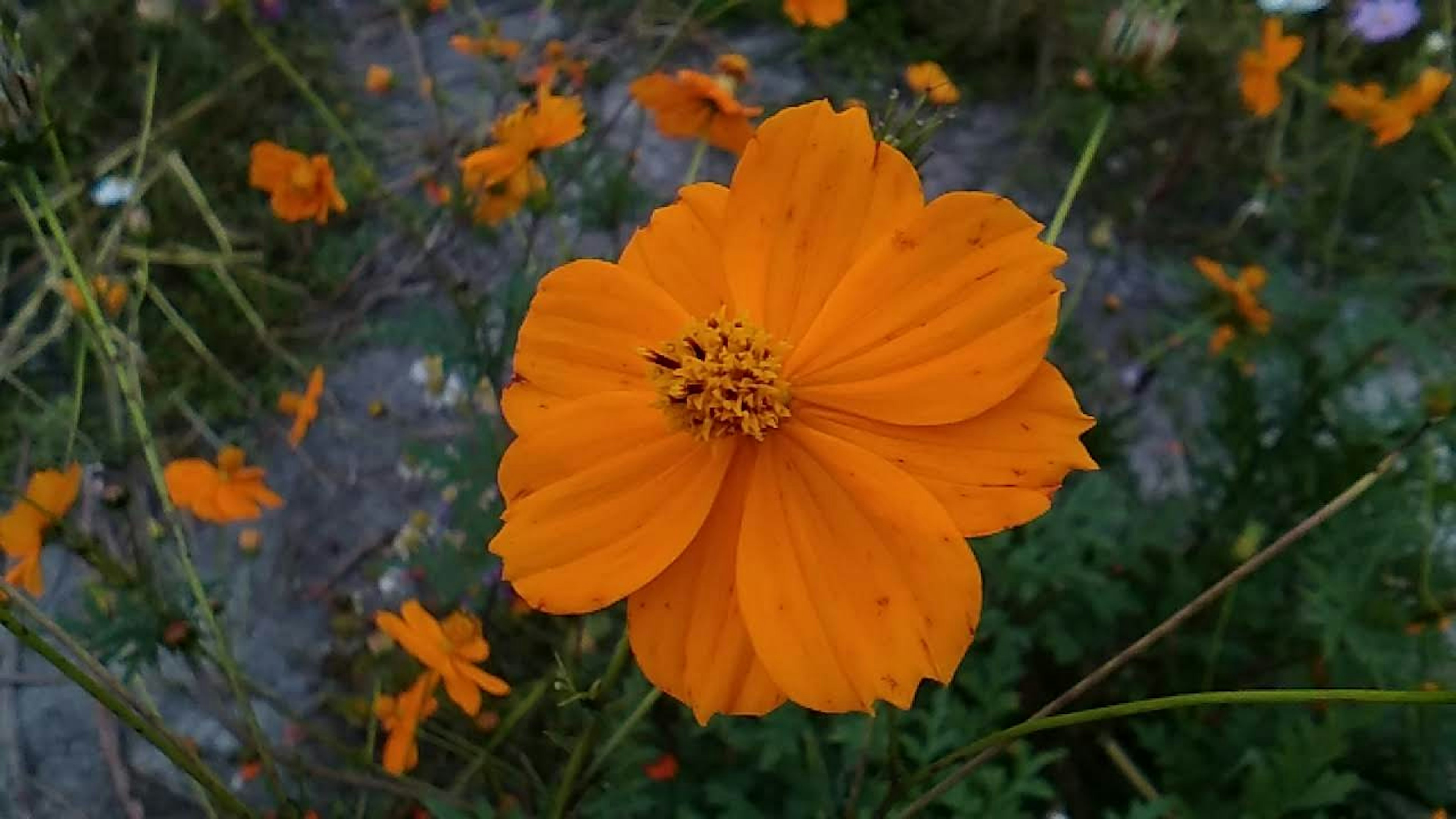 Una flor naranja vibrante en el centro rodeada de otras flores naranjas