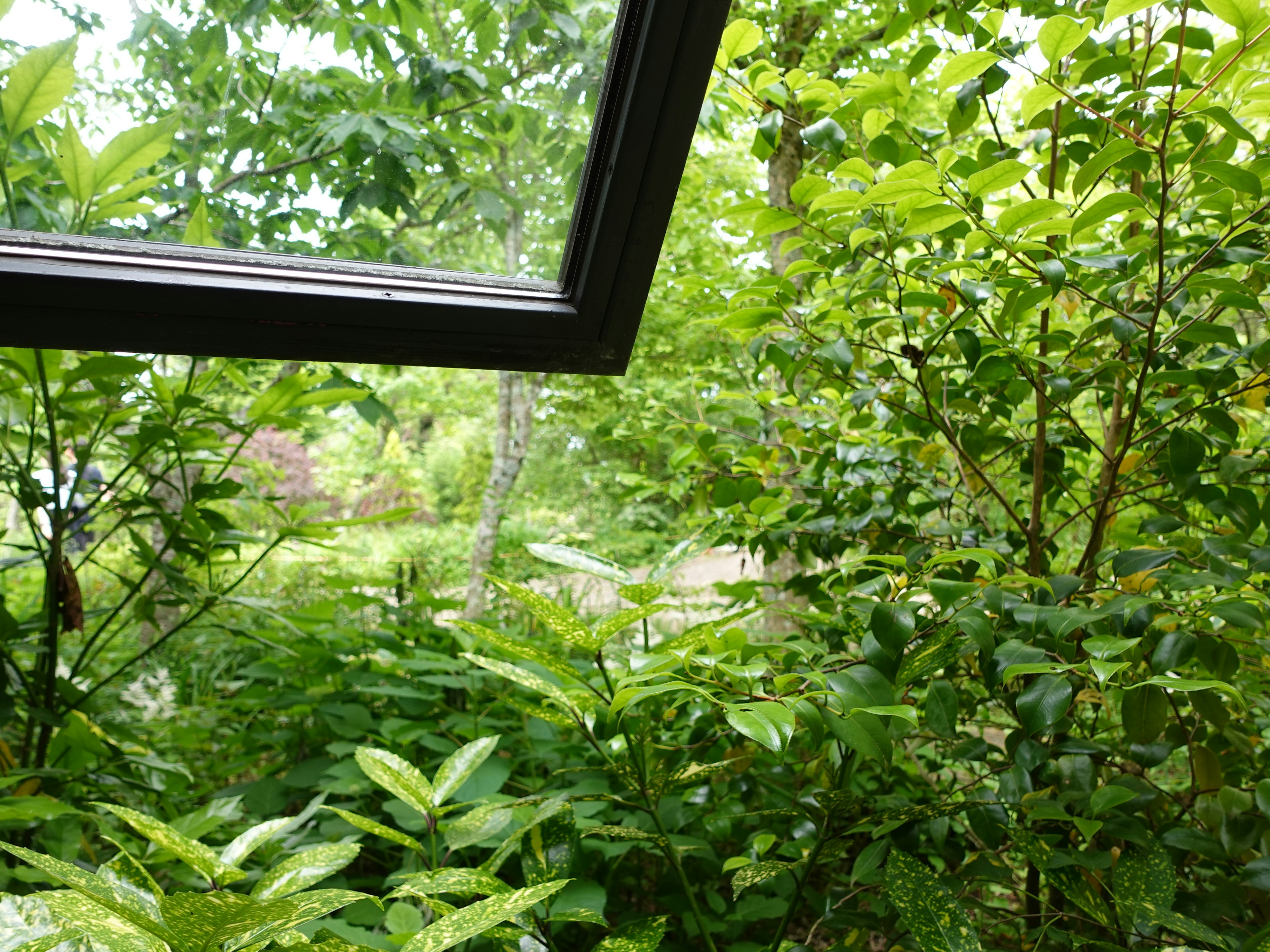 Vue de verdure luxuriante à l'extérieur d'une fenêtre