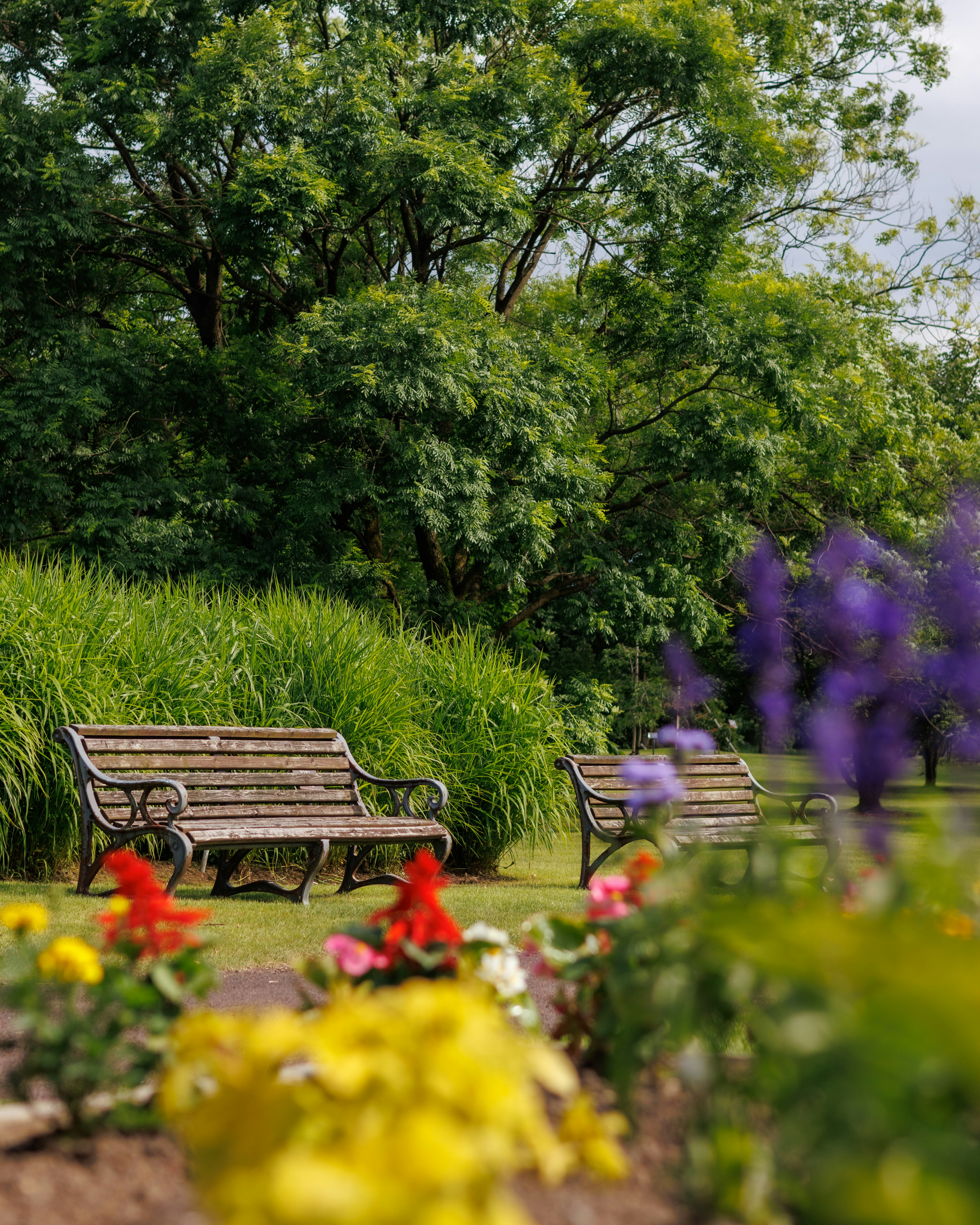 Benches in a lush park surrounded by vibrant flowers