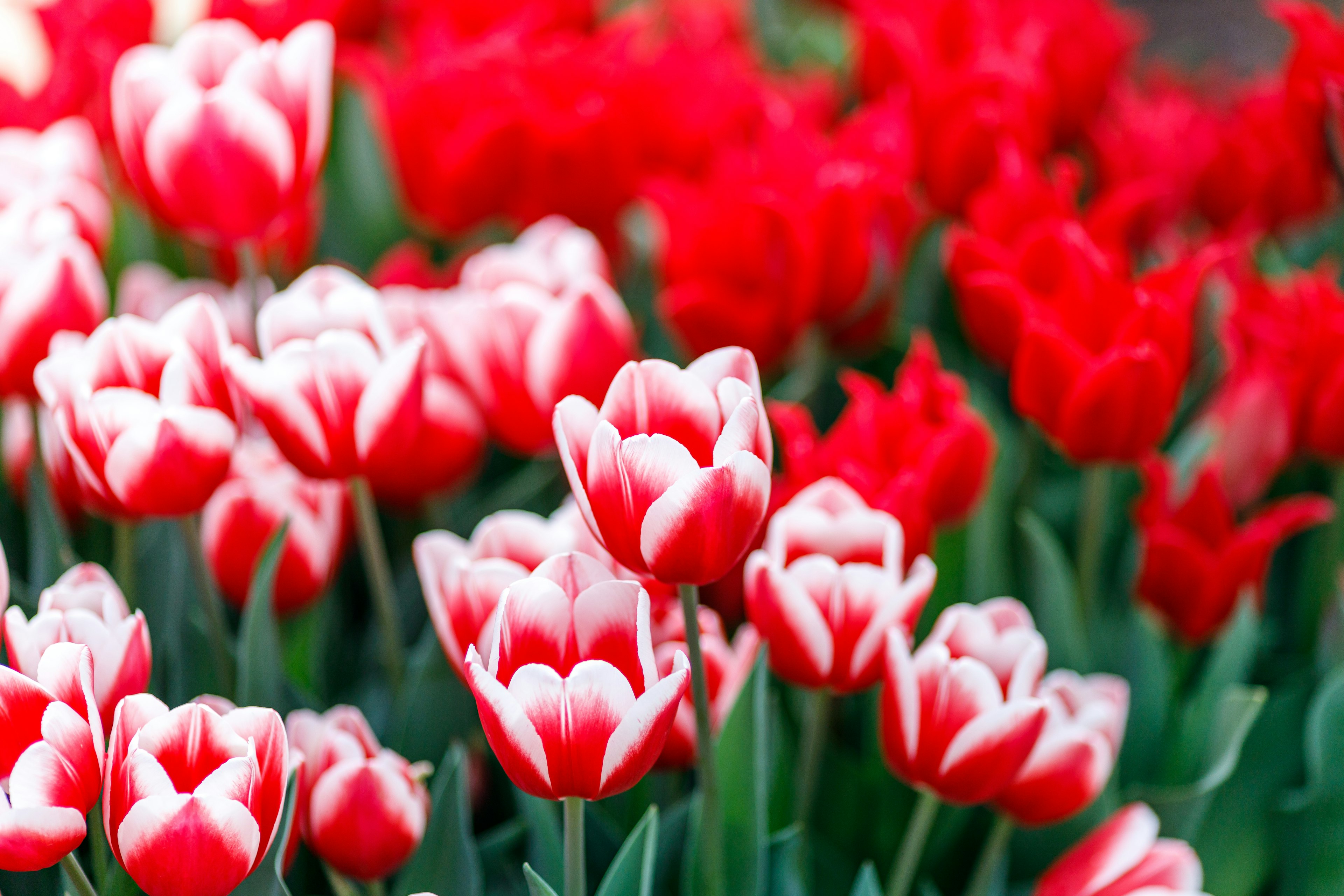 Ein schöner Blumengarten mit roten und weißen Tulpen