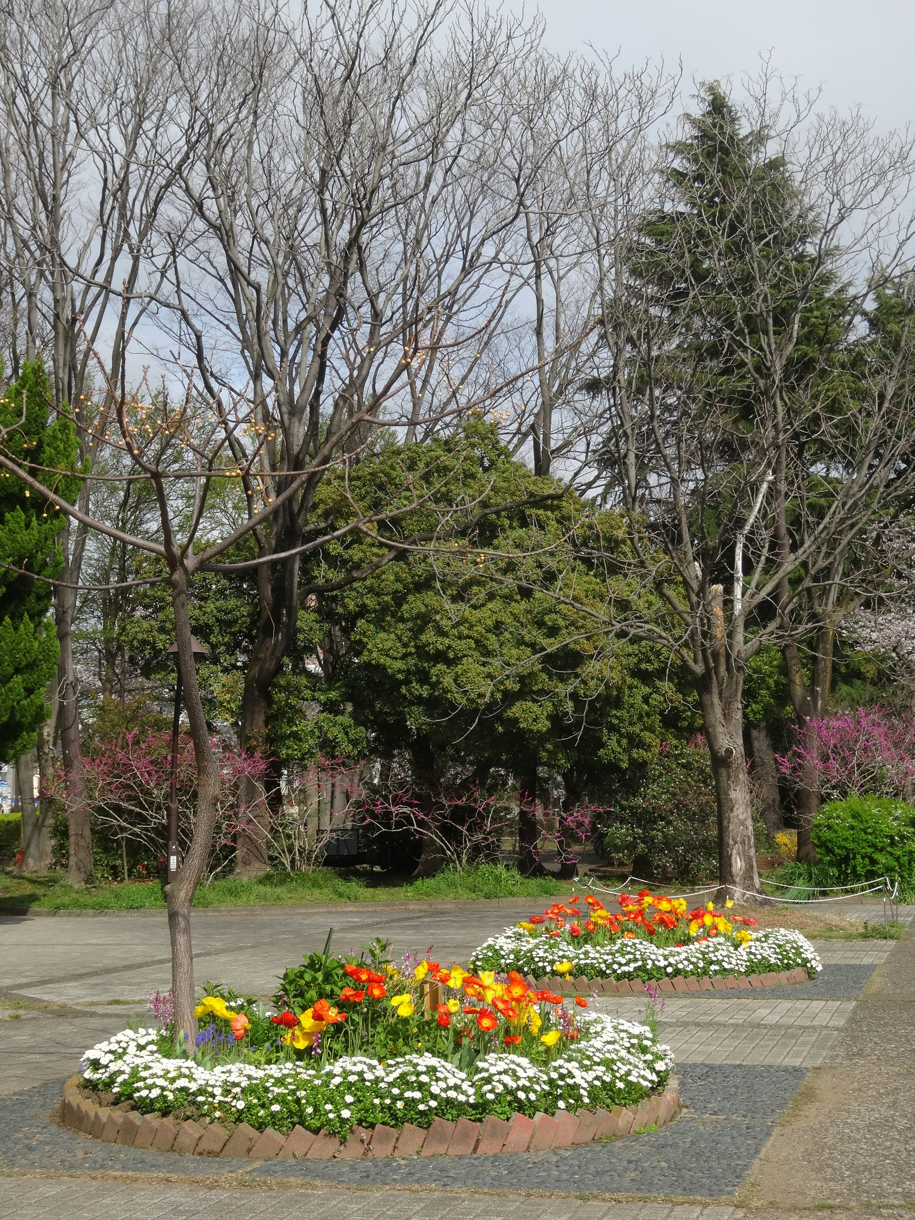 Colorful flower beds in a park with bare trees surrounding them