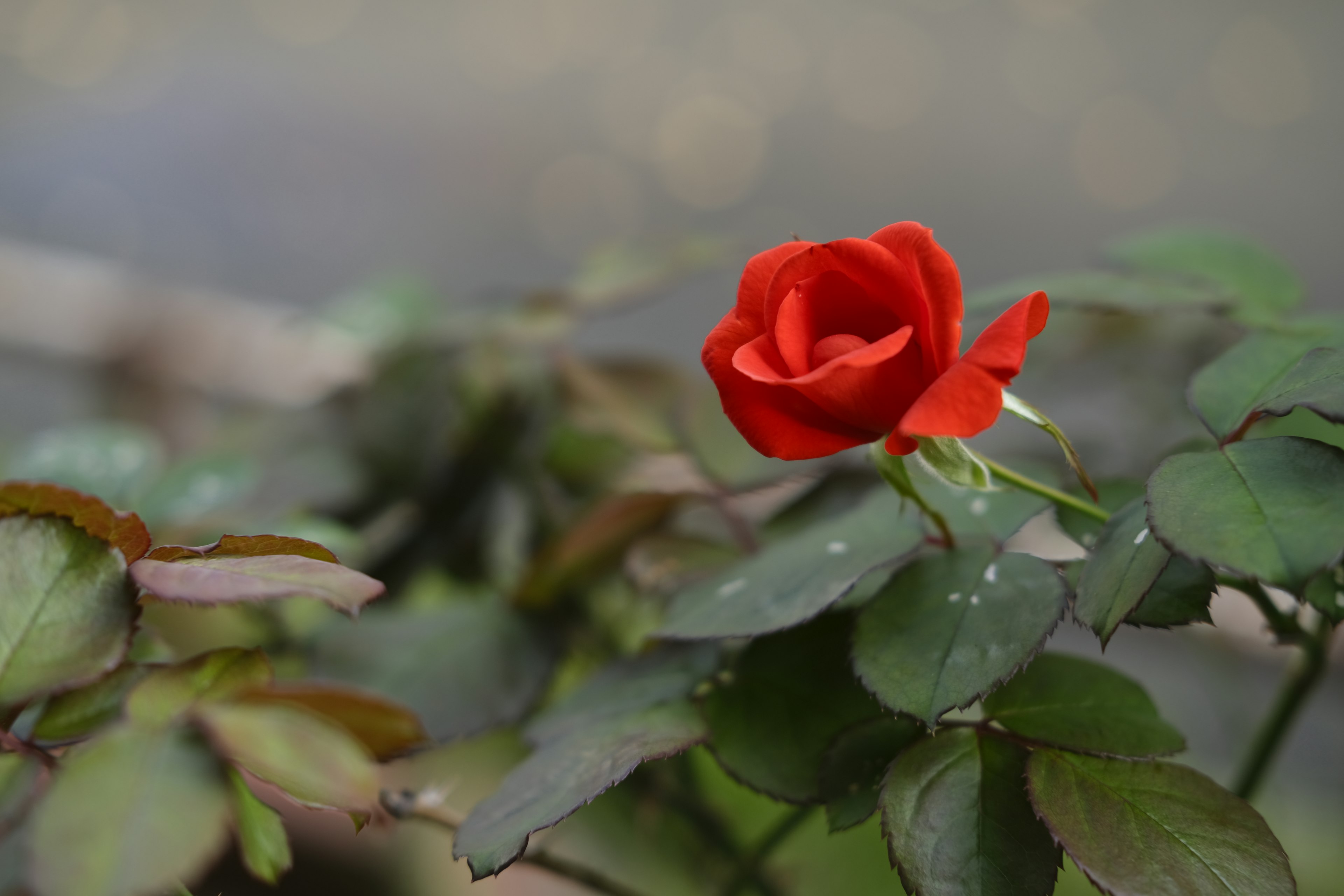 Eine rote Rose, die zwischen grünen Blättern blüht