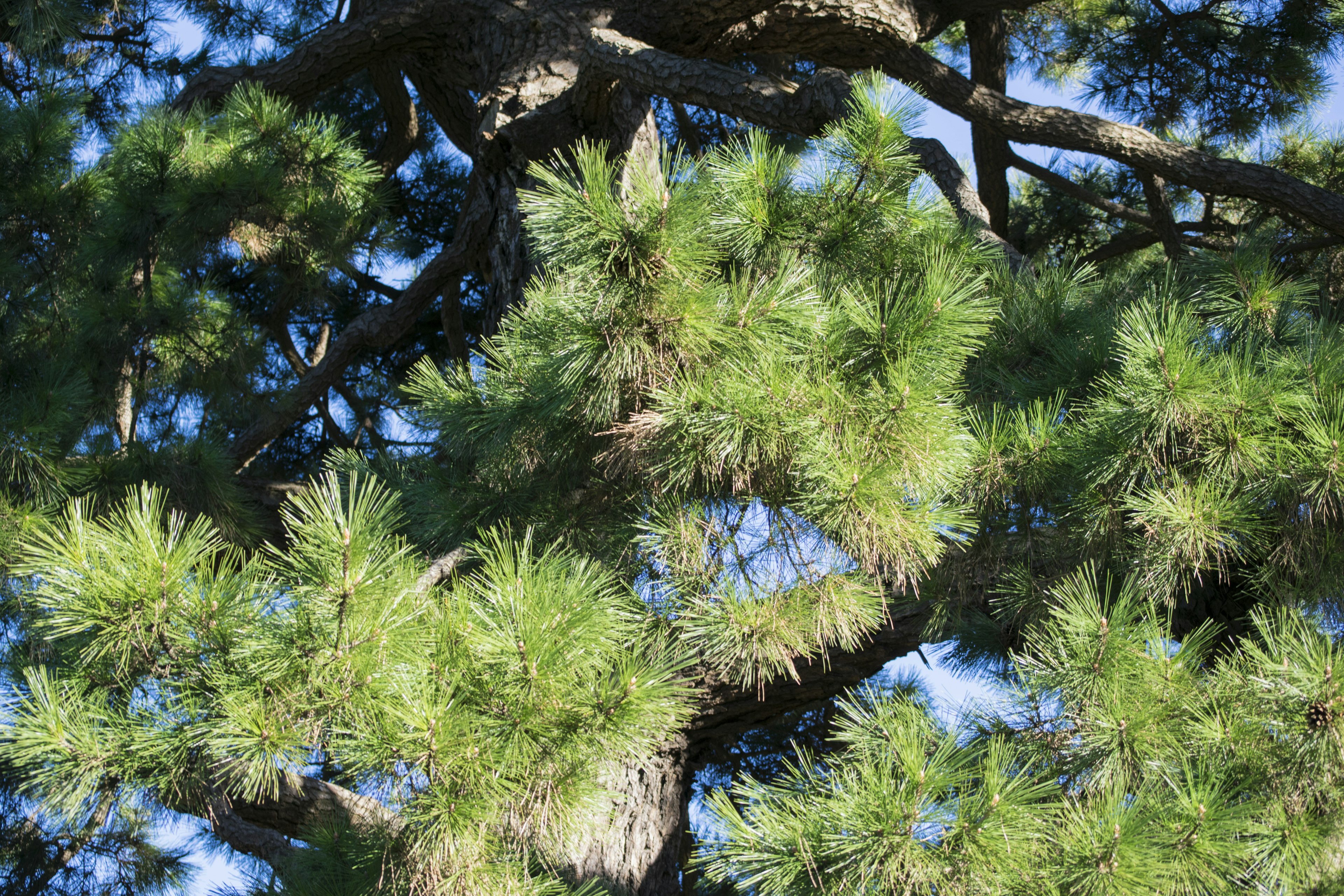 Lush green pine needles illuminated by sunlight