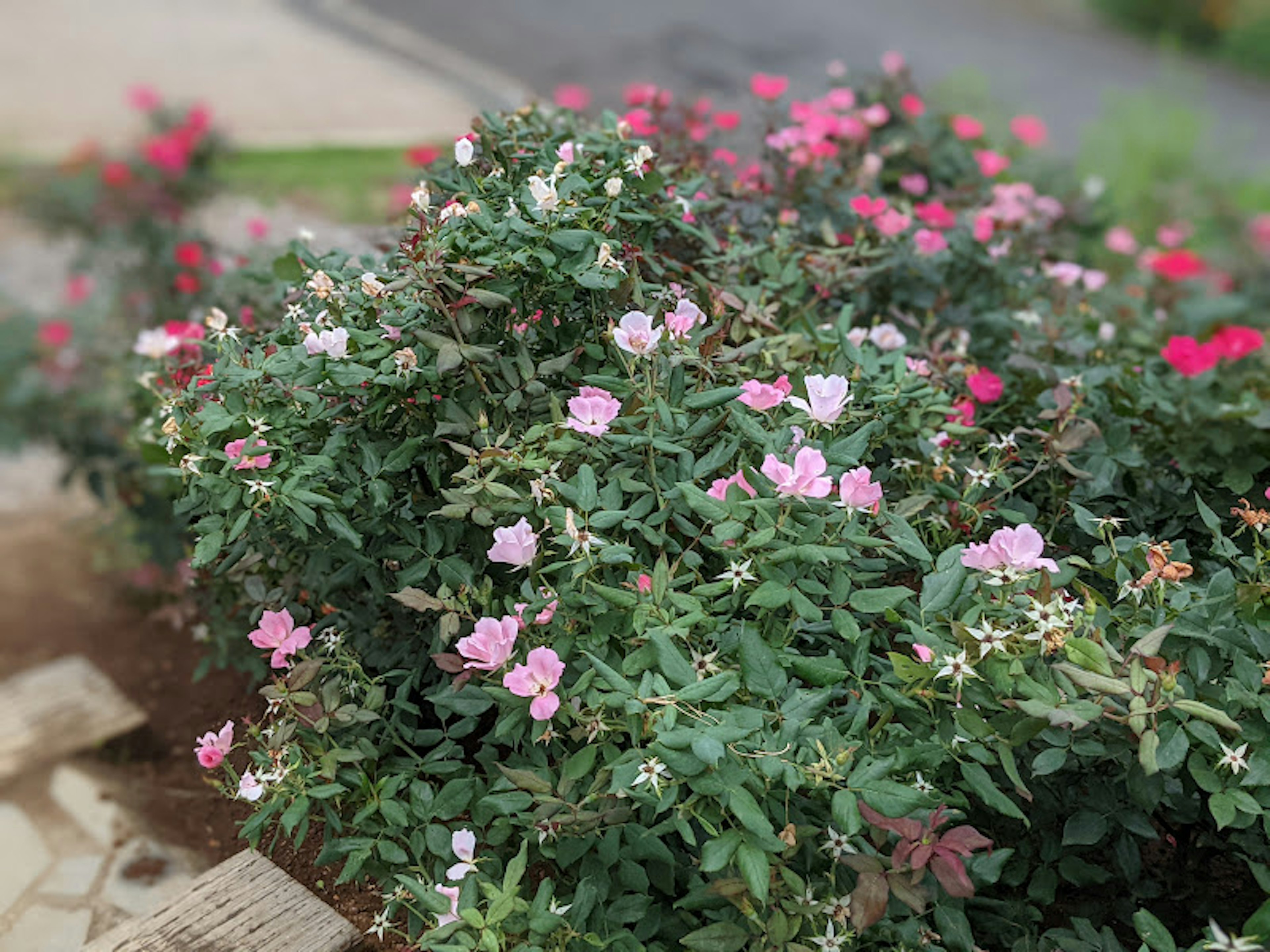 Un arbusto cubierto de rosas rosas y blancas en flor